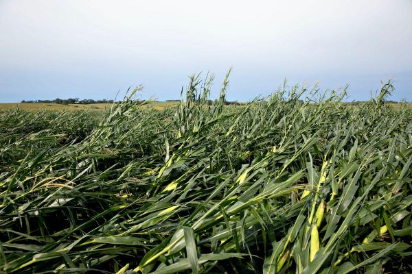 multi peril crop insurance