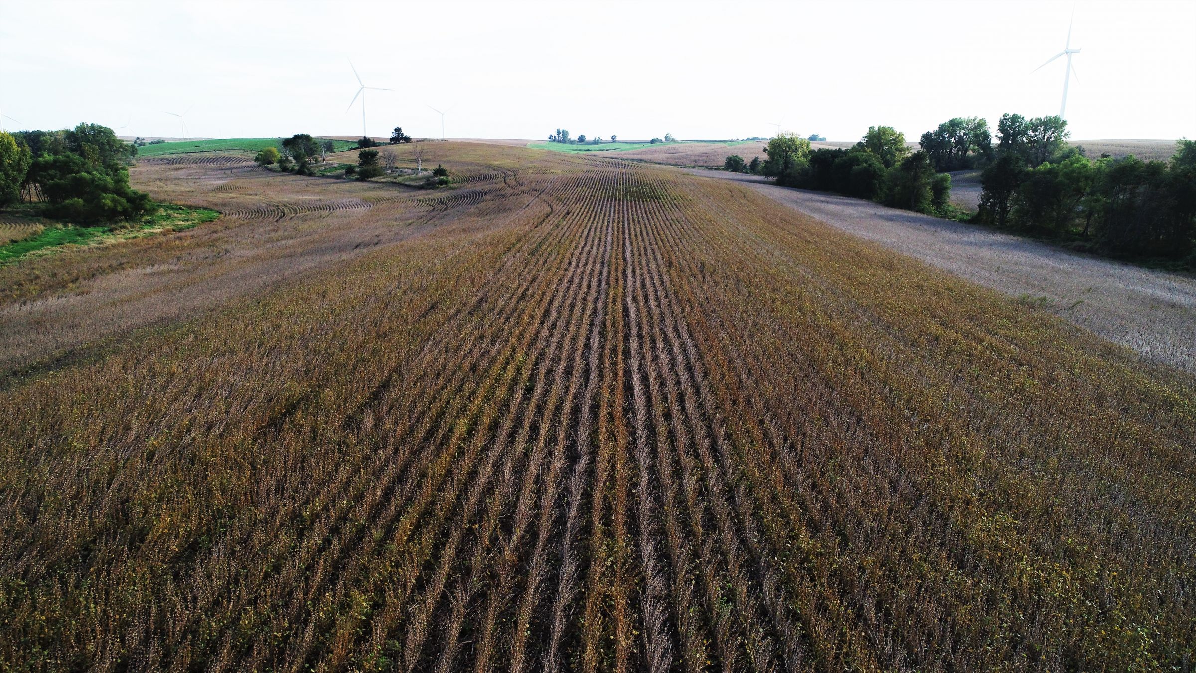 Cass County Iowa Farmland Photo 2