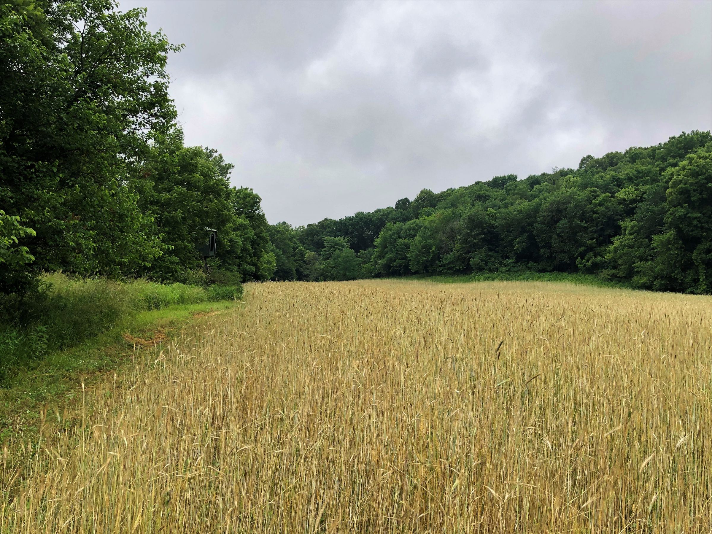 Food Plot Looking North