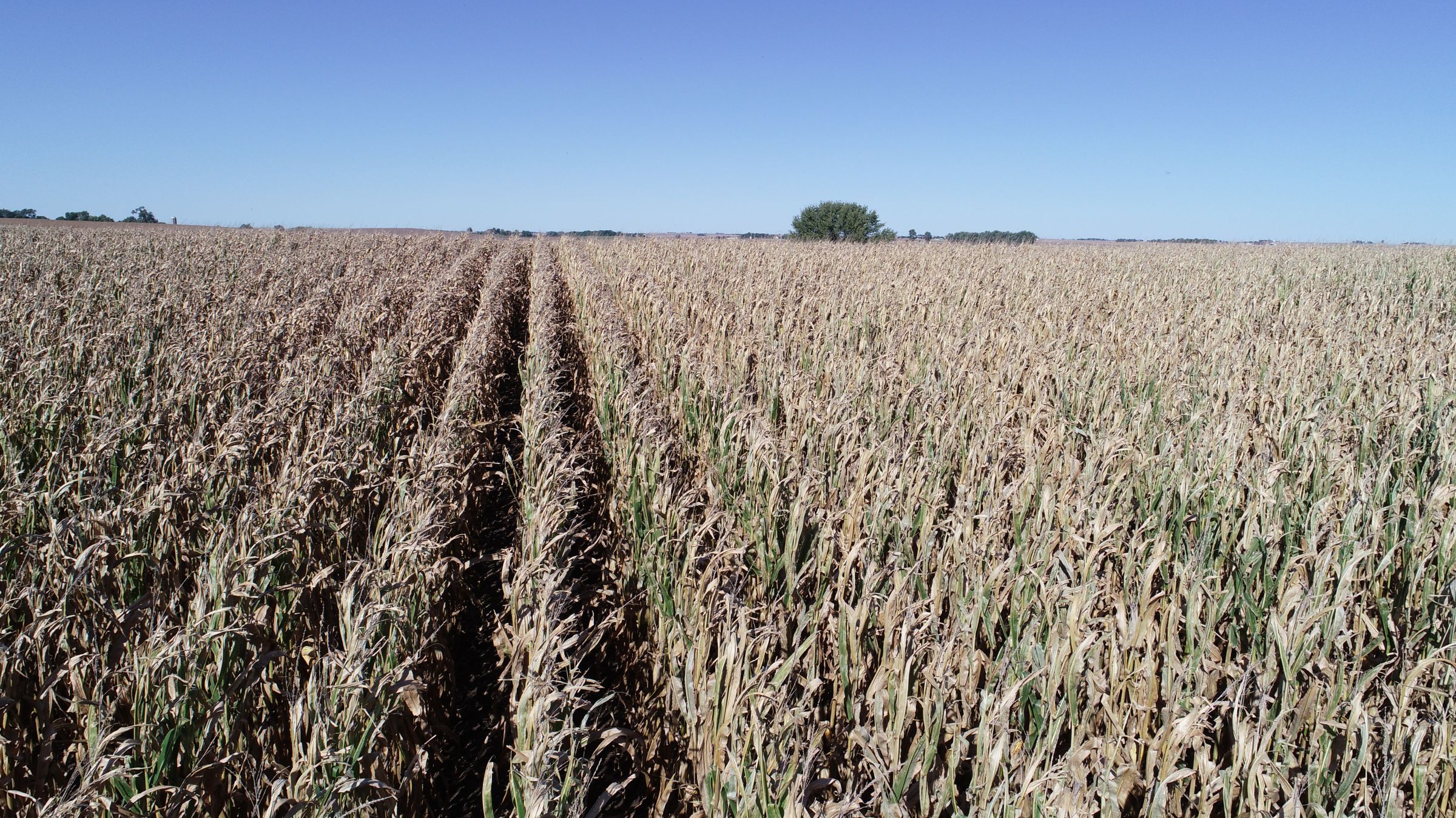 Corn Production