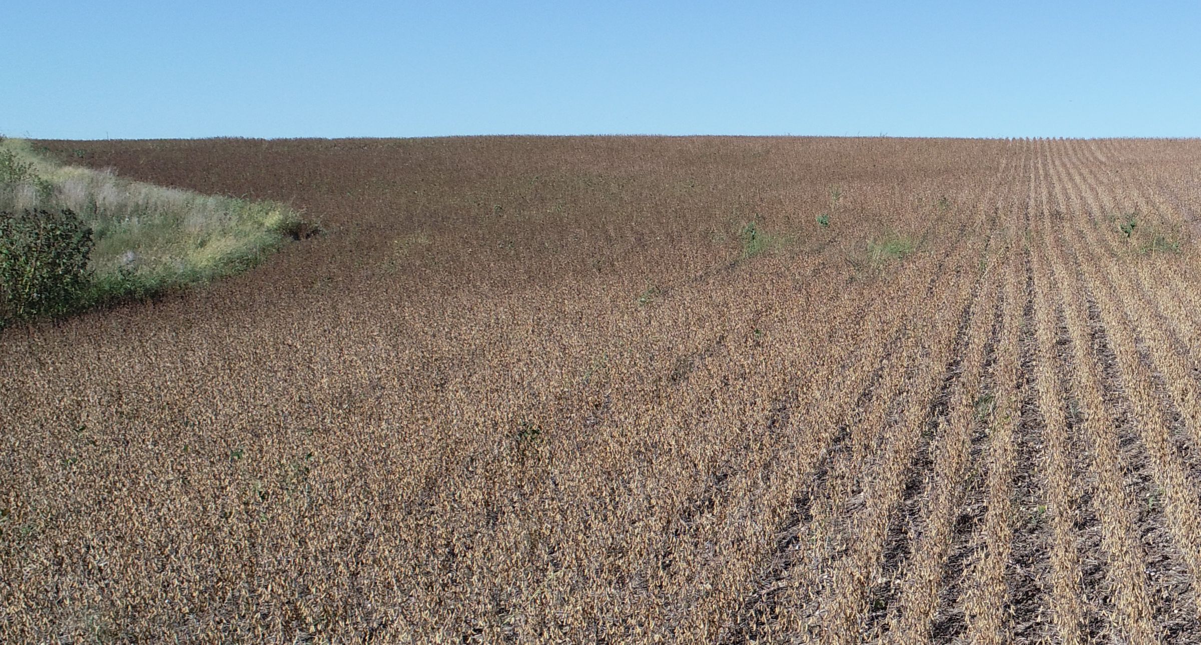 Soybean Production