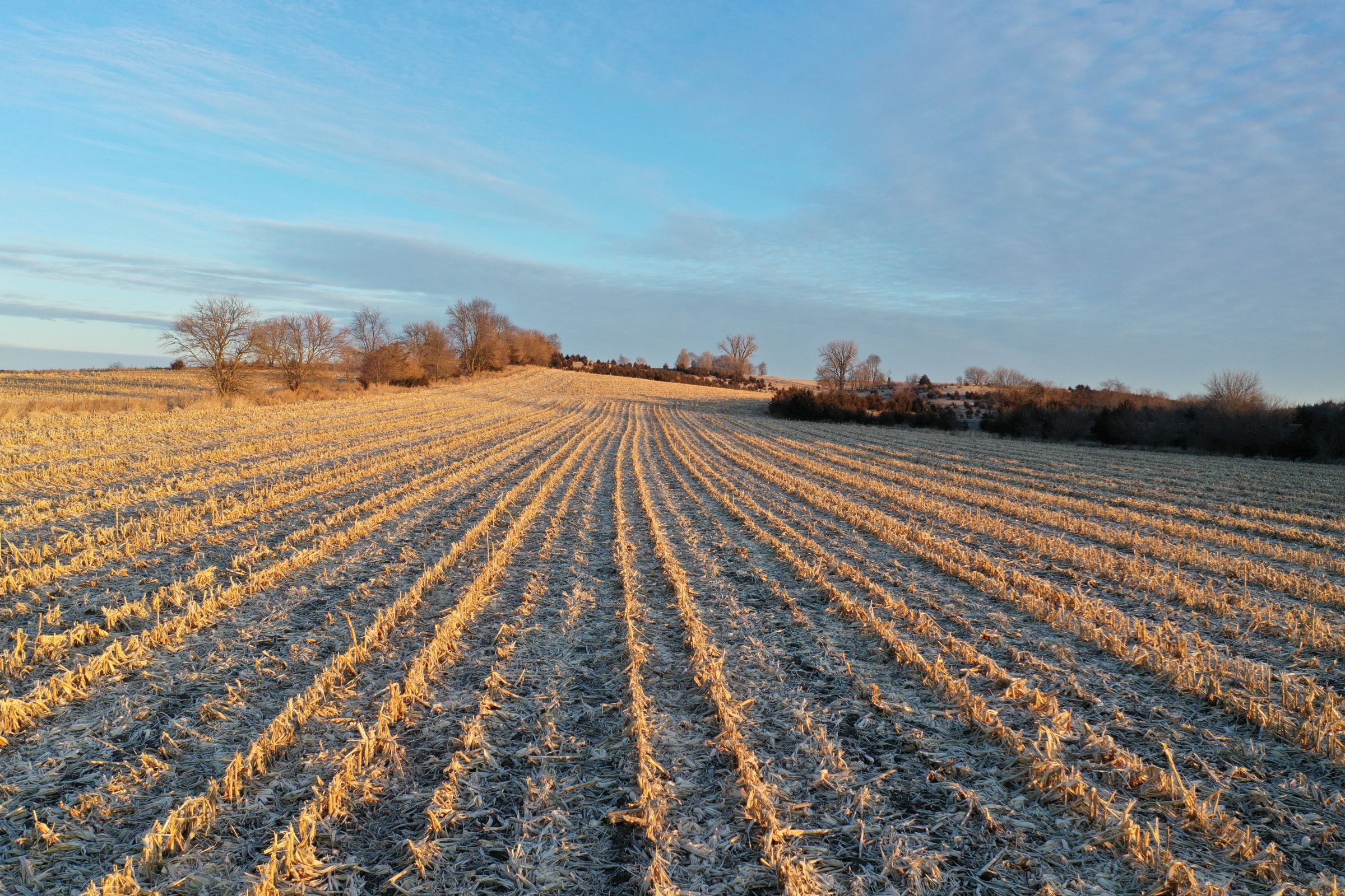 Row Crop - Corn5 in Guthrie Center, Iowa