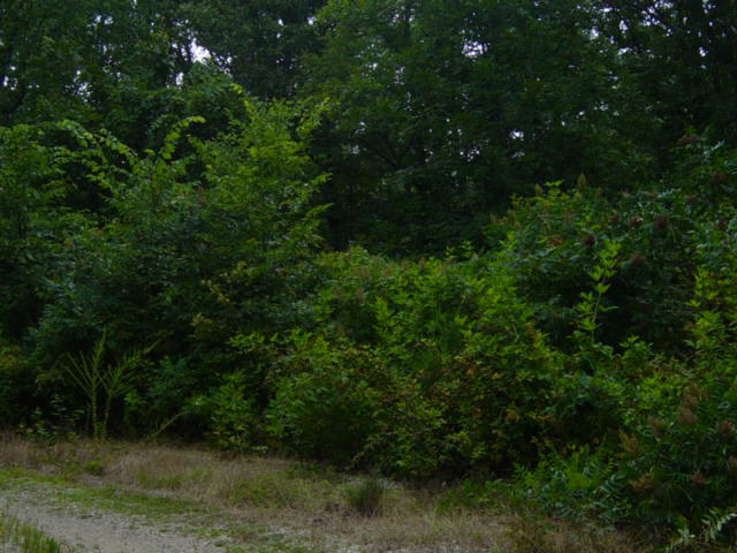 land-sharp-county-arkansas-200-acres-listing-number-15024-0-2020-06-10-145902.JPG