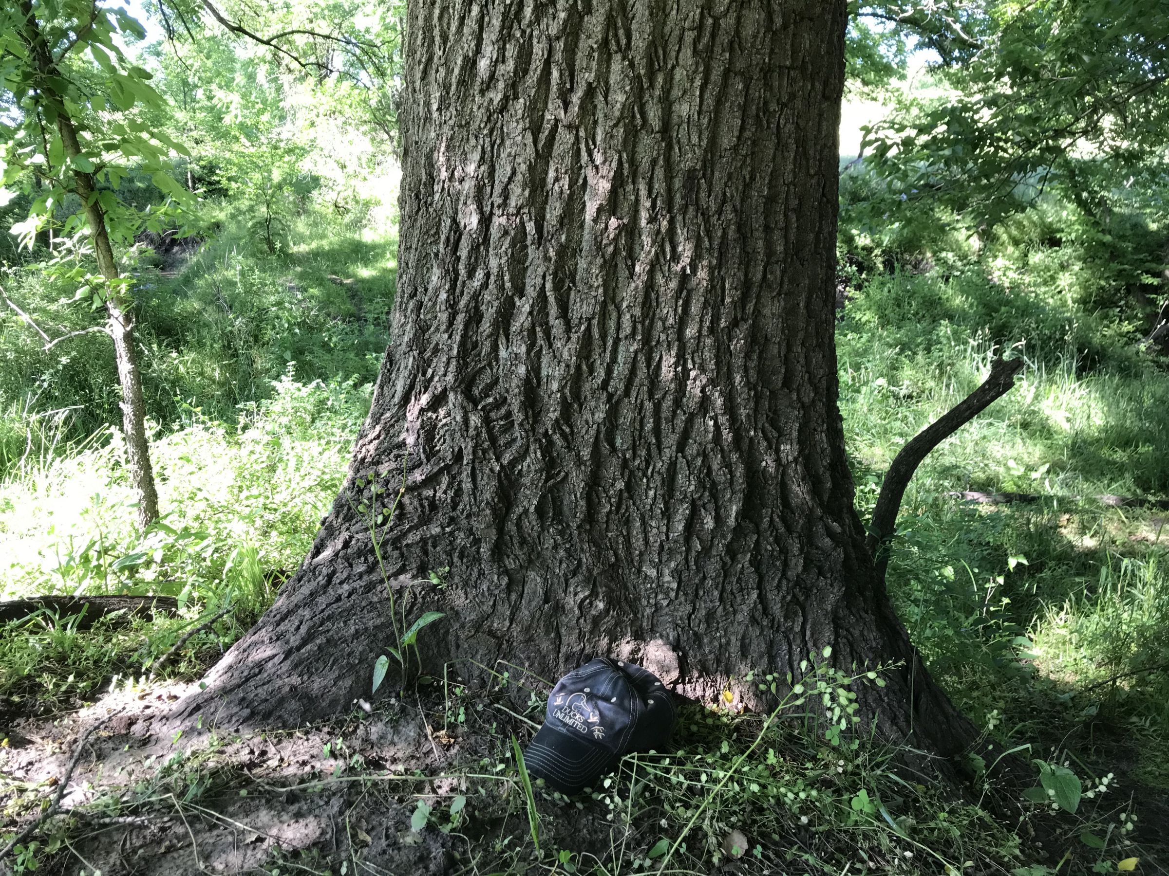 Huge walnut tree