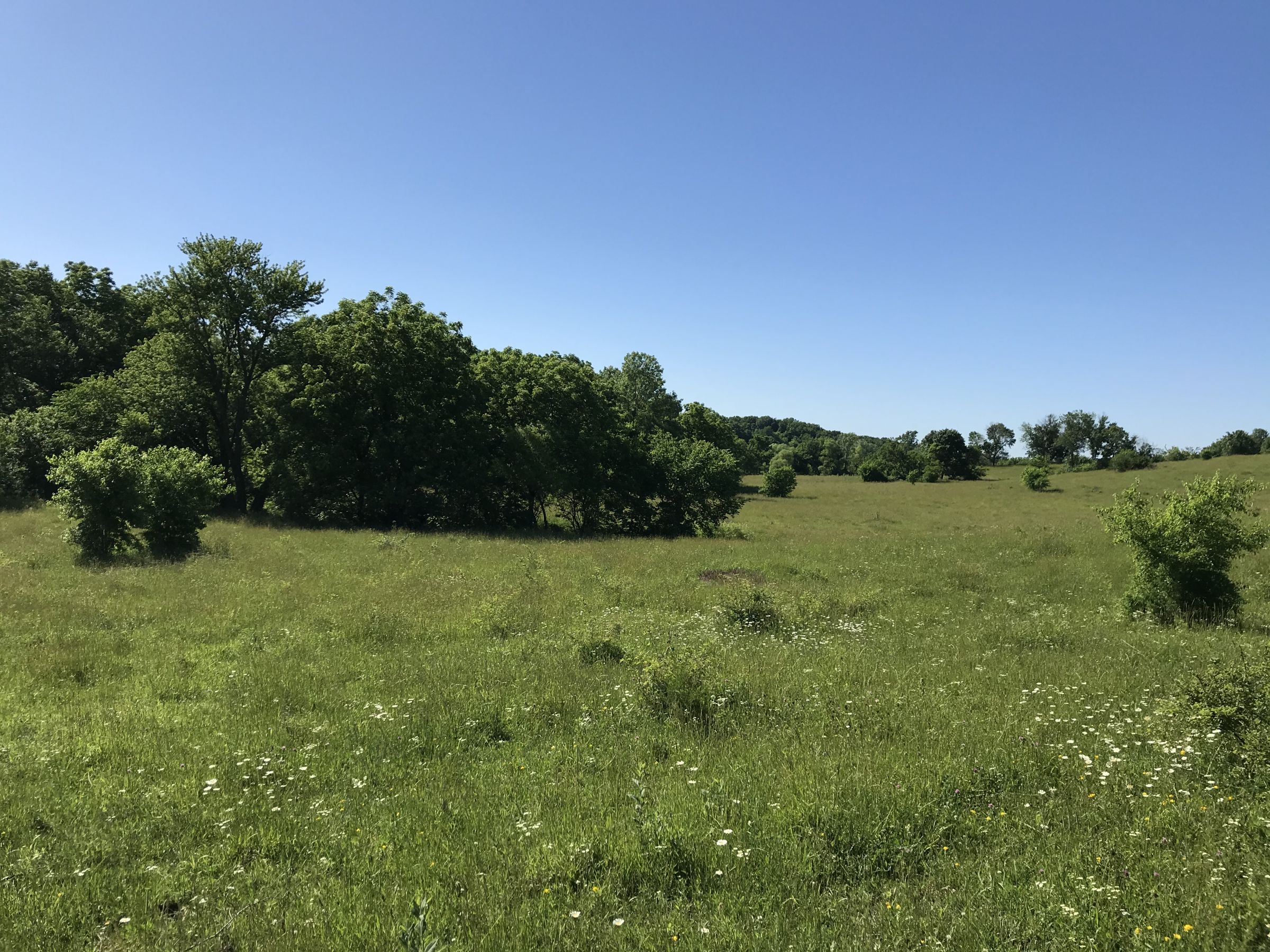 land-warren-county-iowa-60-acres-listing-number-15033-1-2020-06-14-151752.JPG