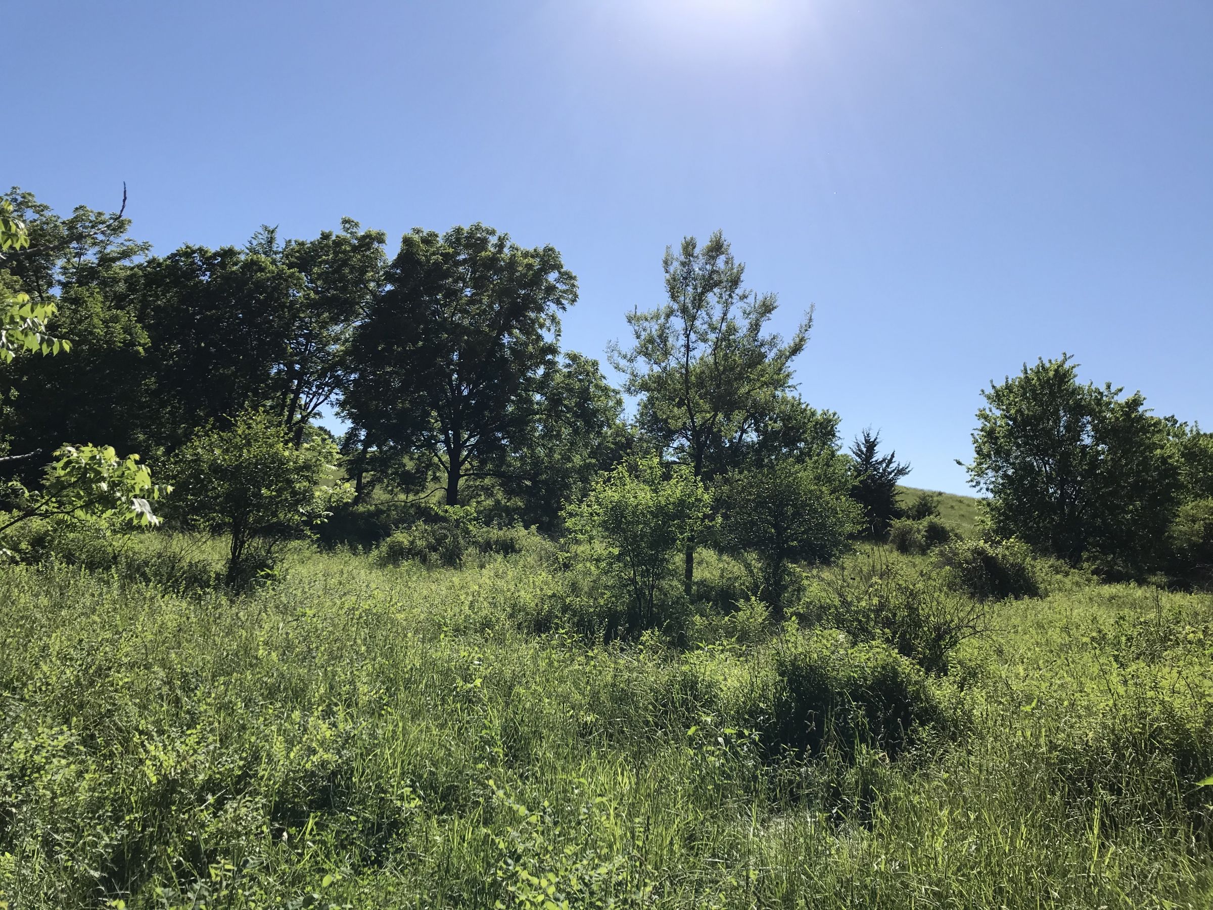 land-warren-county-iowa-60-acres-listing-number-15033-2-2020-06-14-151753.JPG