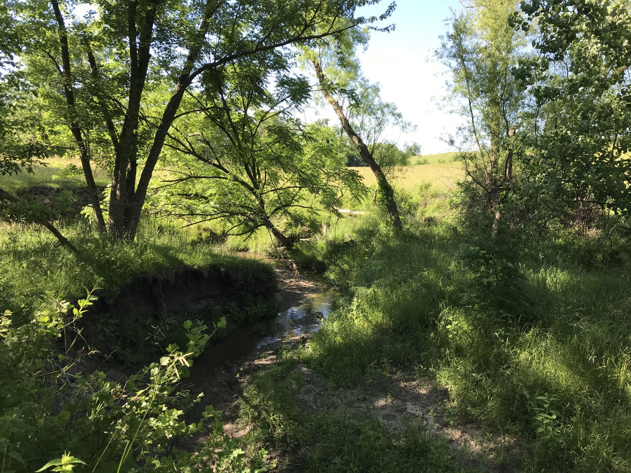 land-warren-county-iowa-60-acres-listing-number-15033-4-2020-06-14-151756.JPG