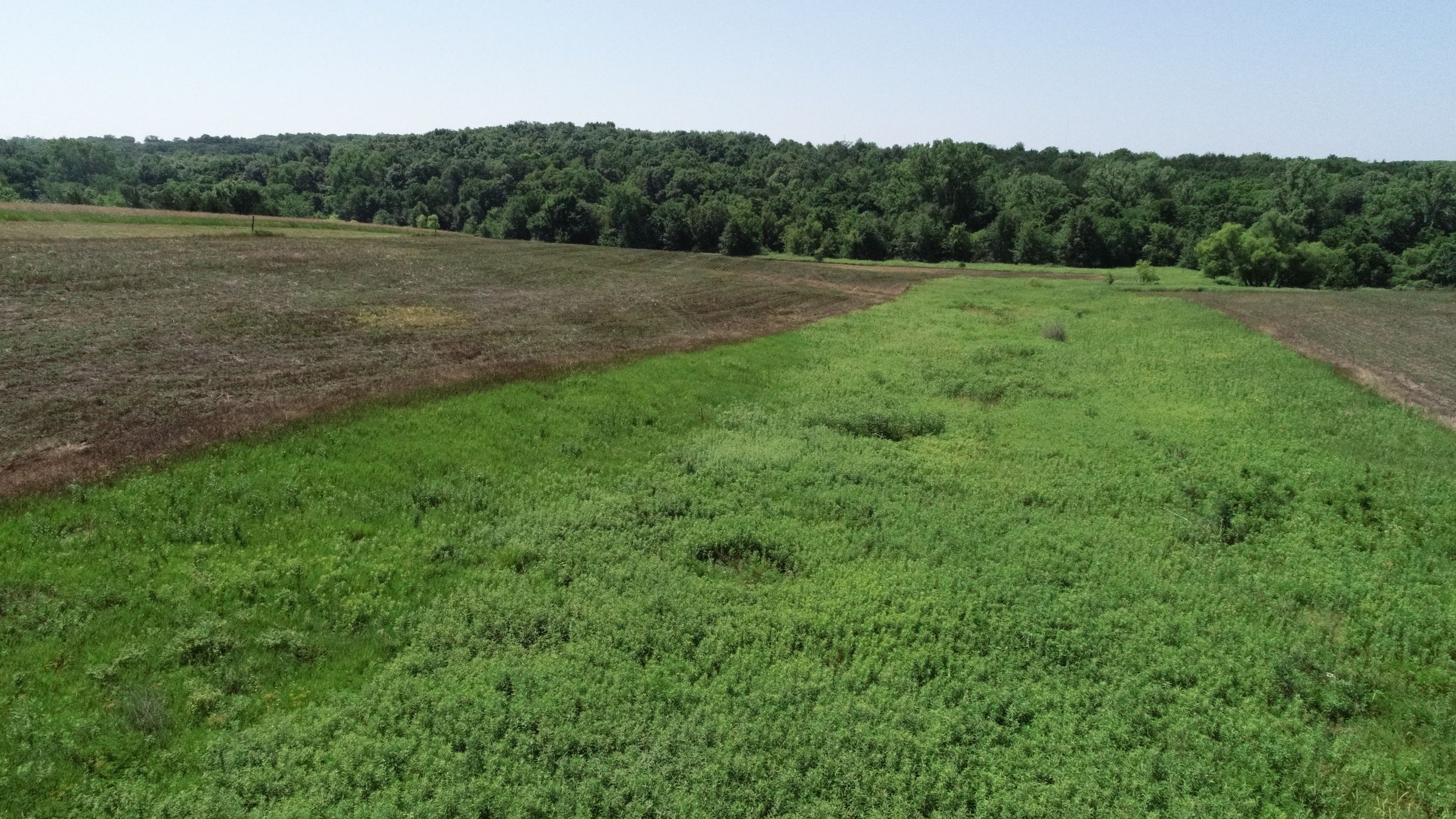 land-decatur-county-iowa-40-acres-listing-number-15069-3-2020-07-13-190428.JPG