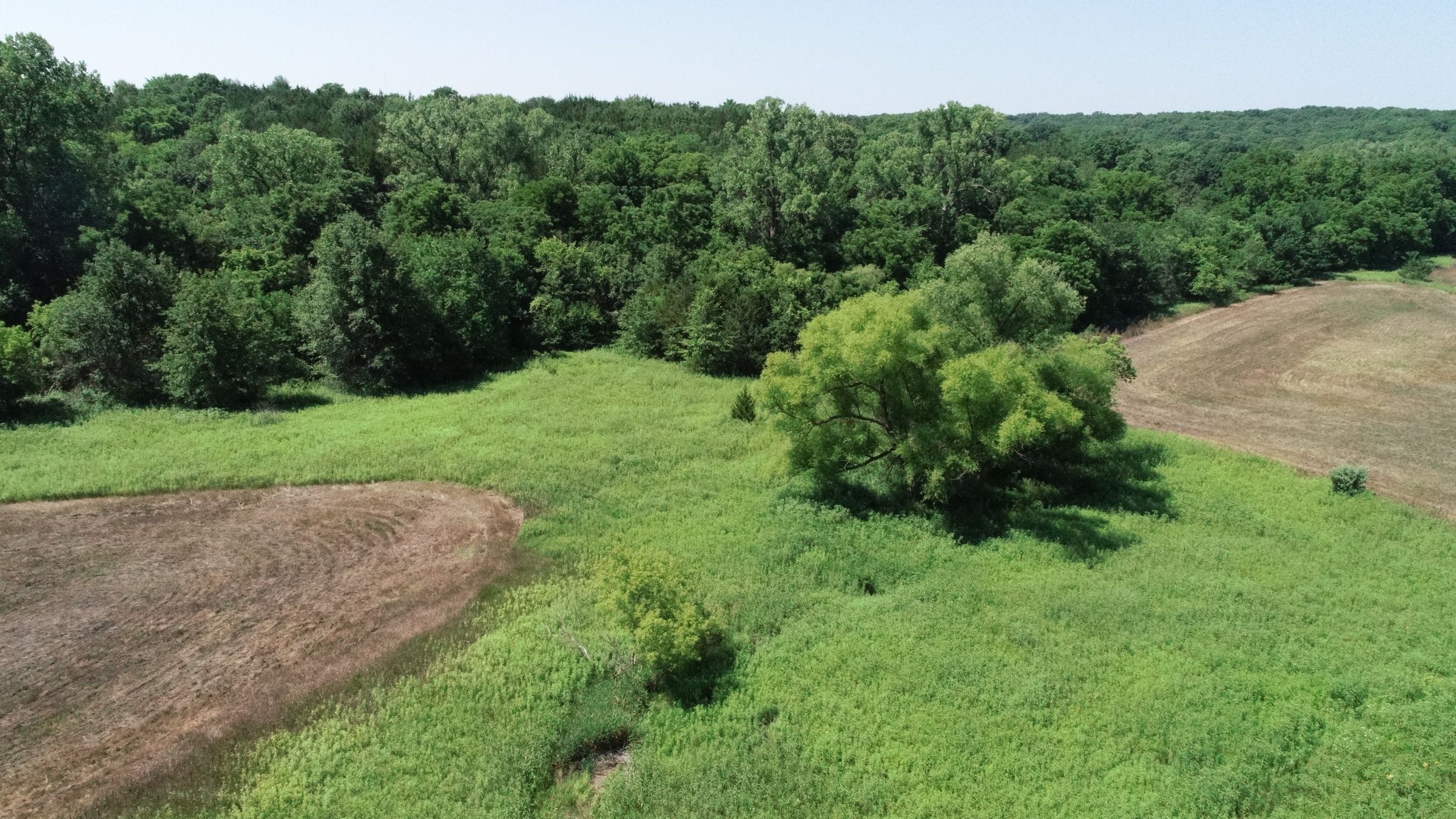 land-decatur-county-iowa-40-acres-listing-number-15069-6-2020-07-13-190432.JPG