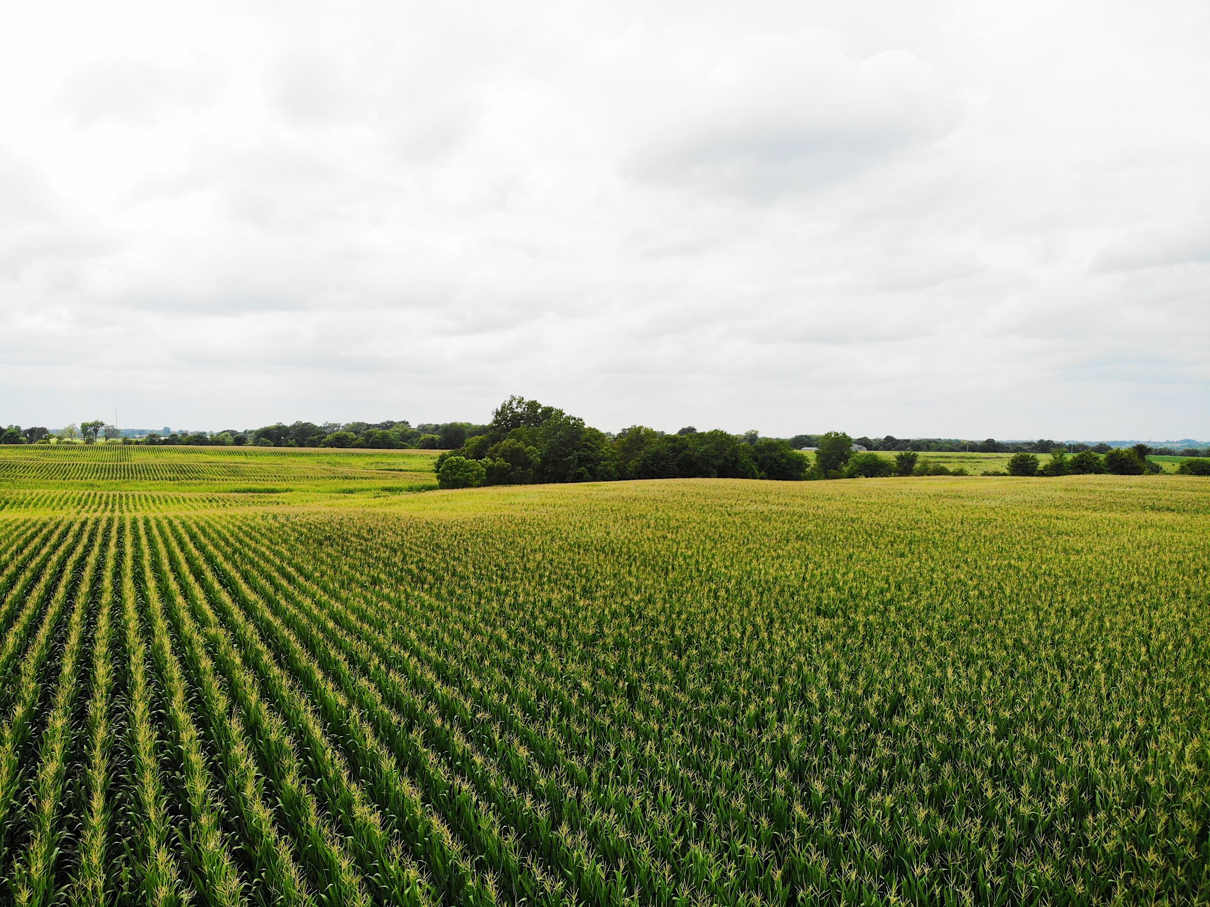 land-clarke-county-iowa-72-acres-listing-number-15106-2-2020-08-09-034302.jpg