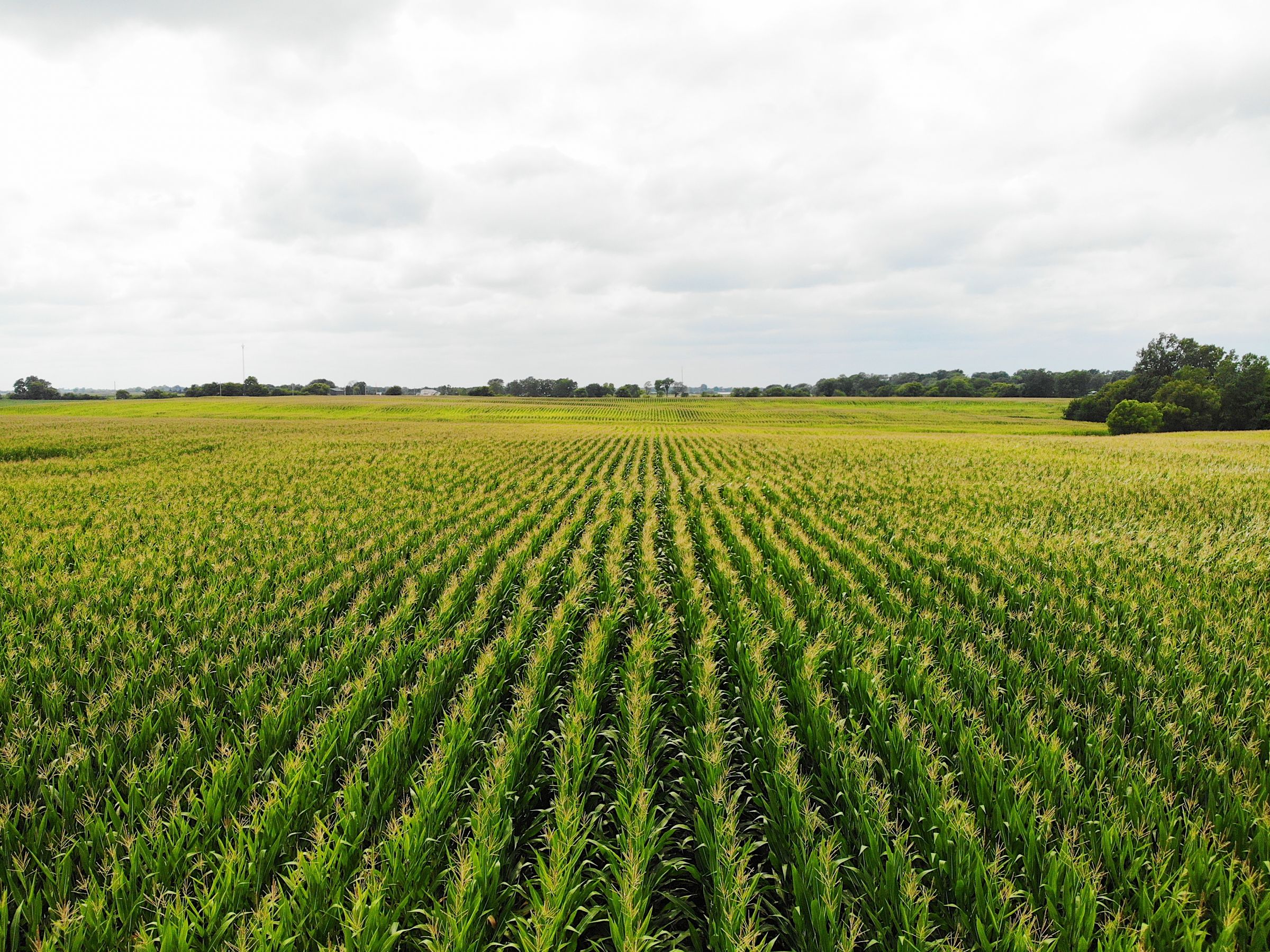 land-clarke-county-iowa-72-acres-listing-number-15106-3-2020-08-09-034303.jpg