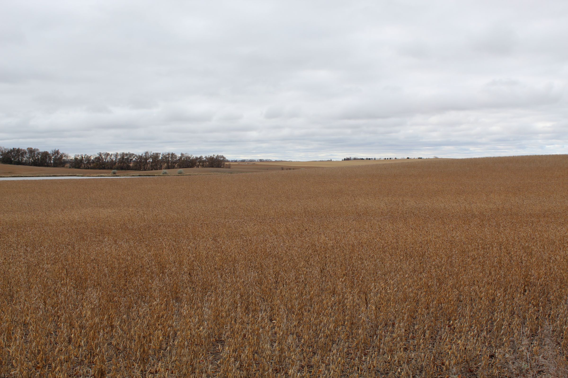 stutsman-county-north-dakota-312-acres-listing-number-15116-2-2020-08-12-141906.JPG