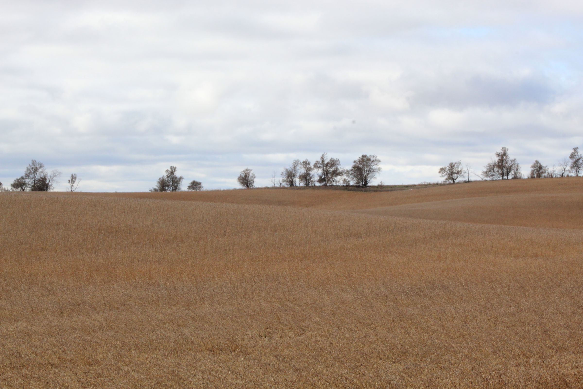 stutsman-county-north-dakota-312-acres-listing-number-15116-4-2020-08-12-141908.JPG