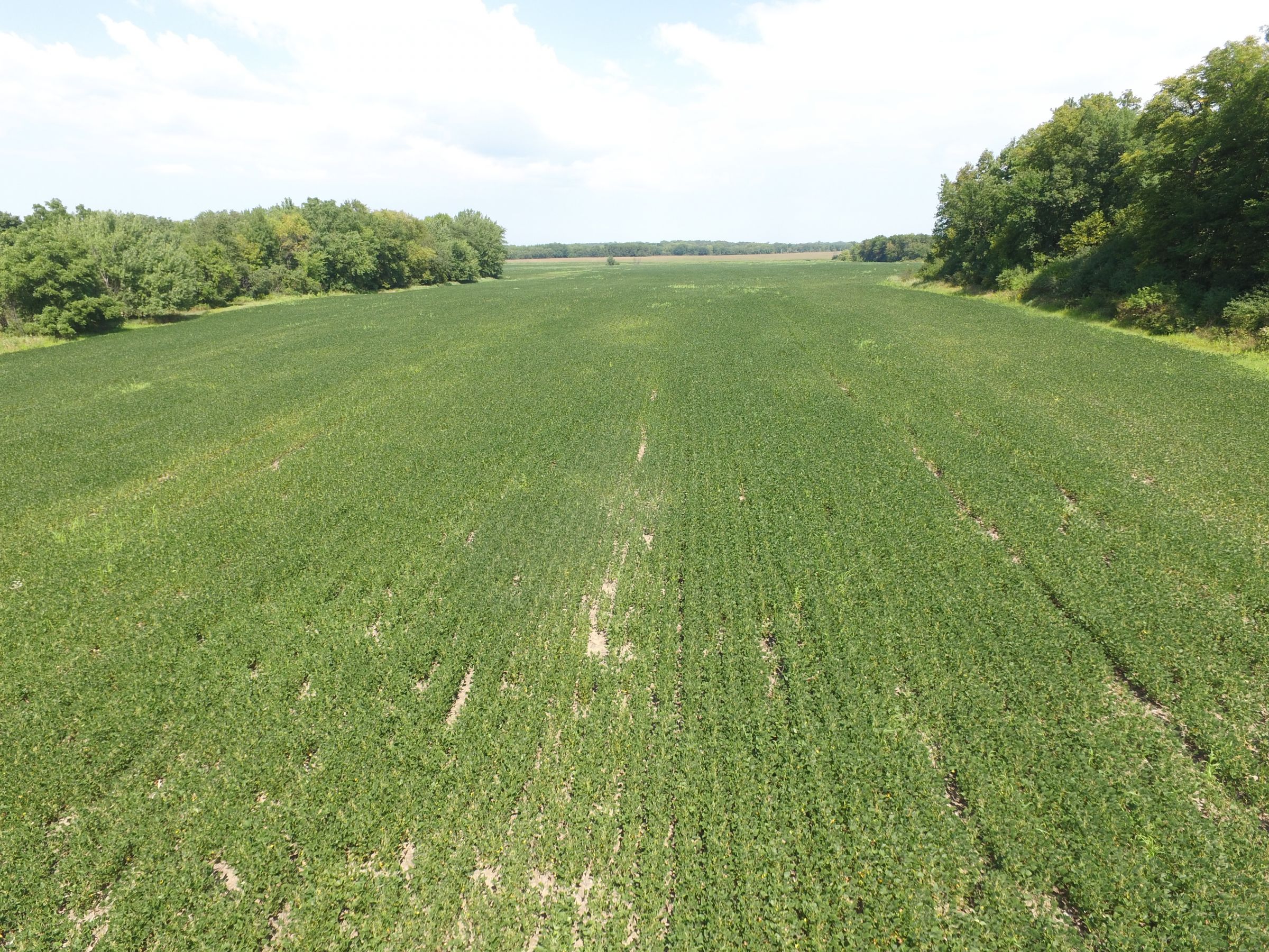 land-chickasaw-county-iowa-78-acres-listing-number-15127-1-2020-09-01-145745.JPG