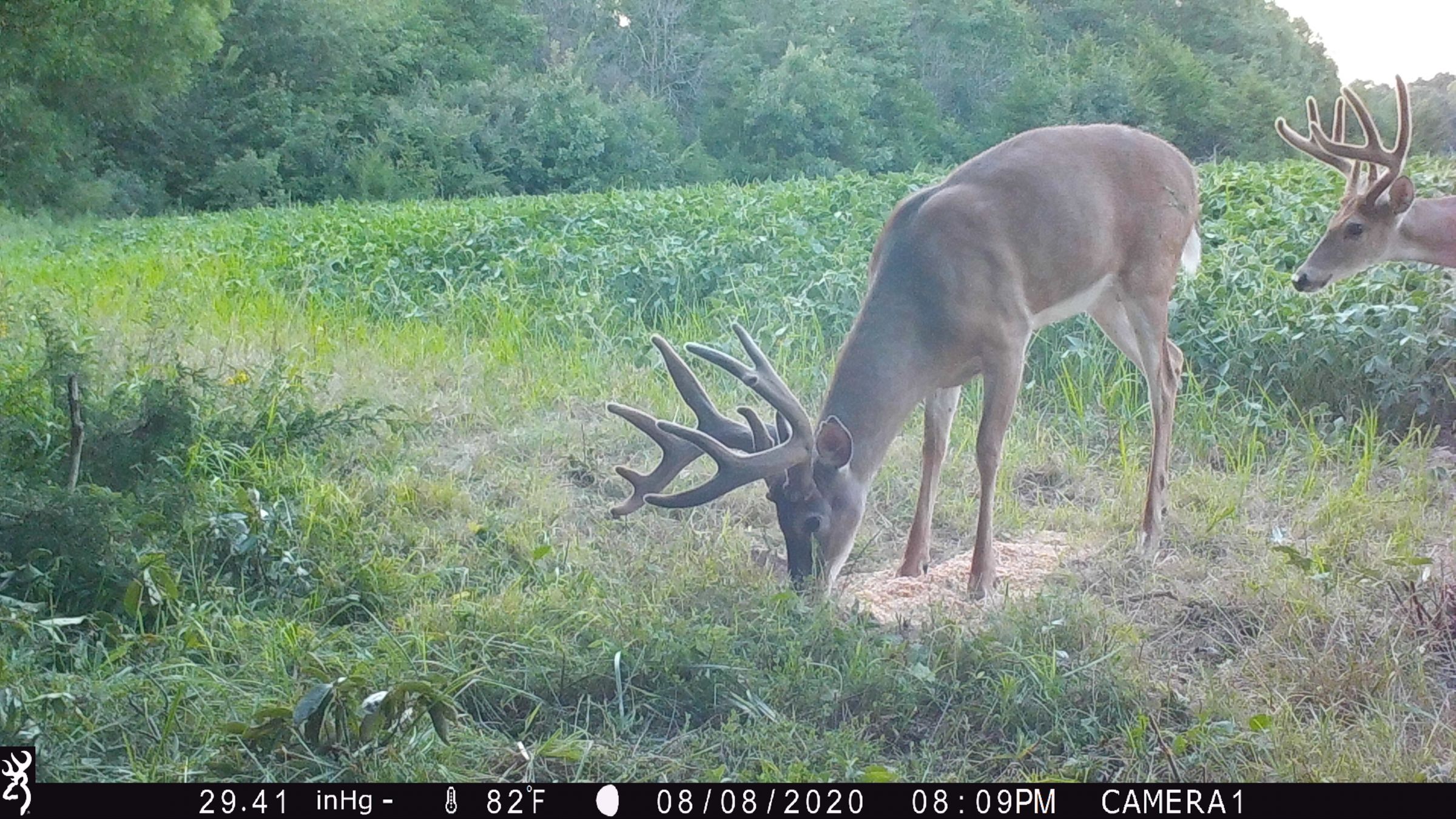 land-lee-county-iowa-328-acres-listing-number-15137-0-2020-08-27-175654.JPG