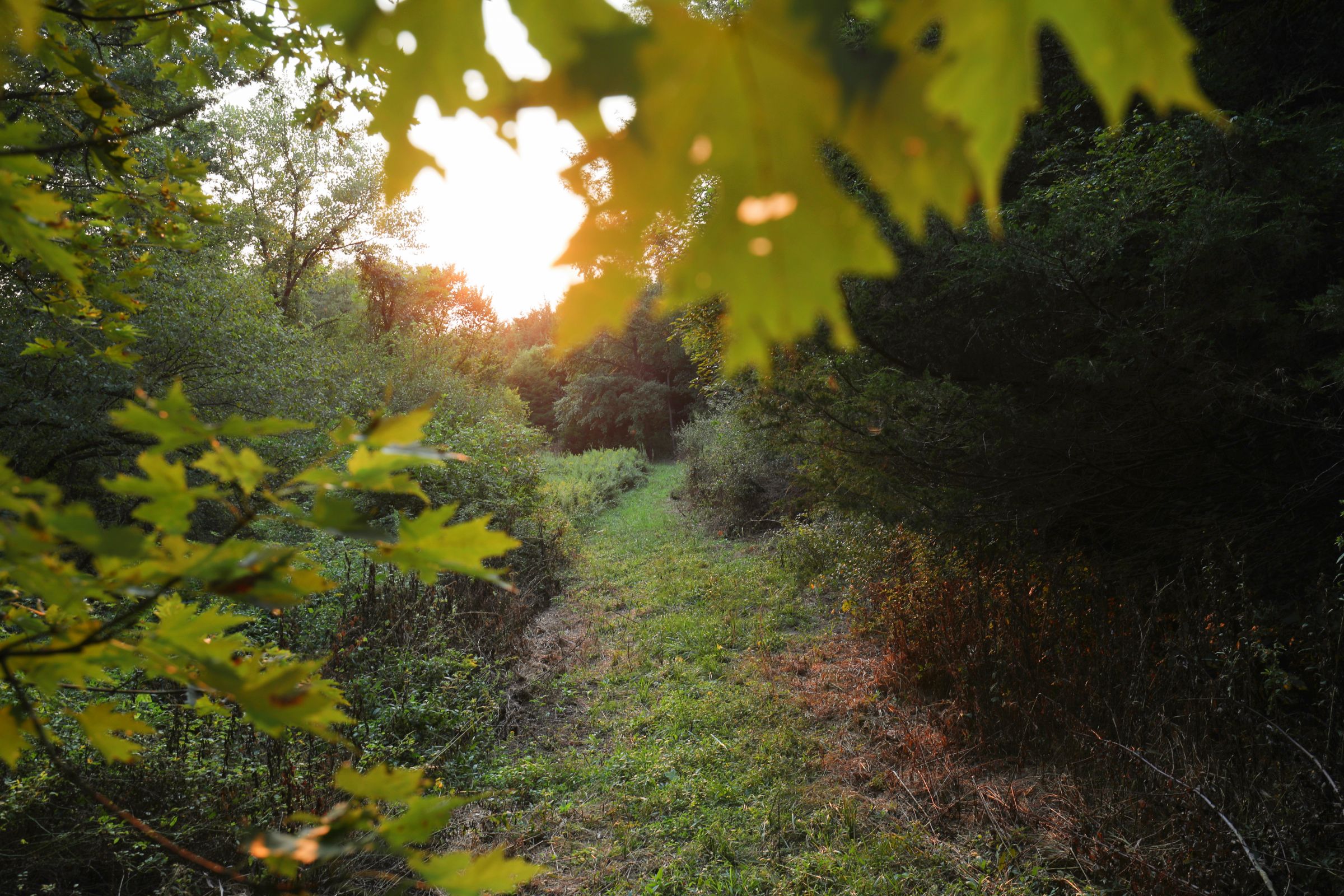 land-lee-county-iowa-328-acres-listing-number-15137-1-2020-08-27-174849.jpg