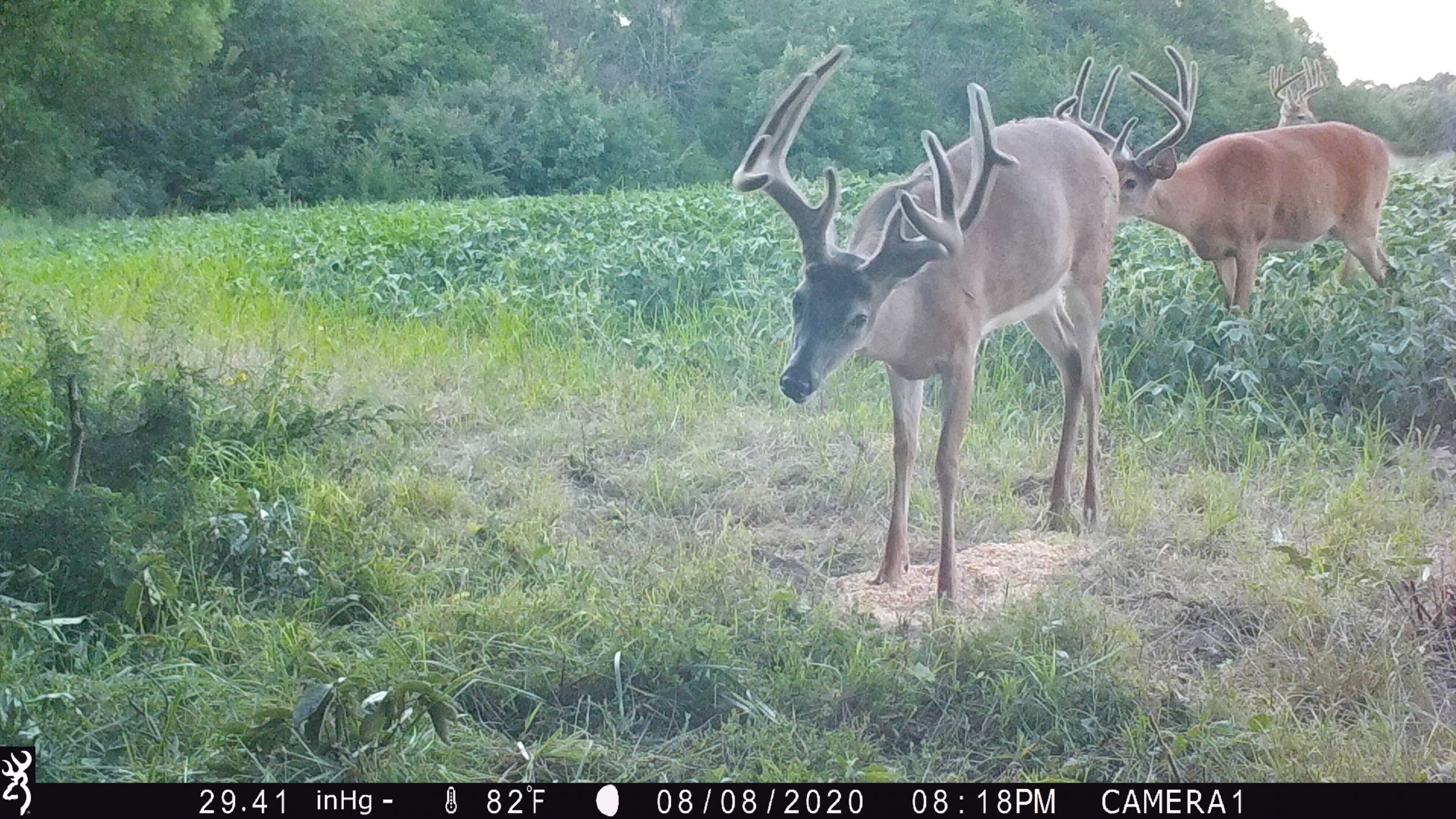 land-lee-county-iowa-328-acres-listing-number-15137-2-2020-08-27-175657.JPG