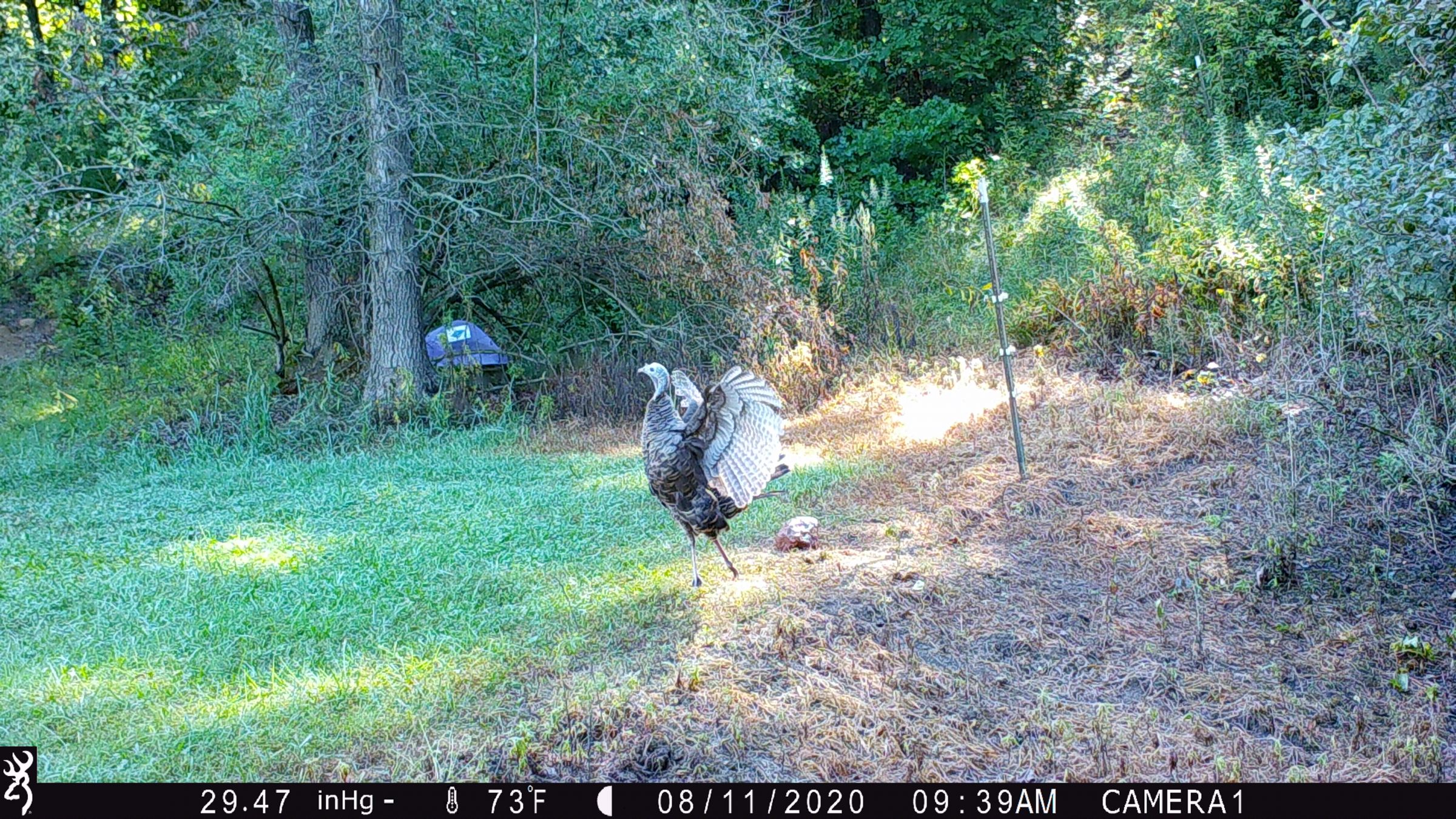 land-lee-county-iowa-328-acres-listing-number-15137-3-2020-08-27-175658.JPG