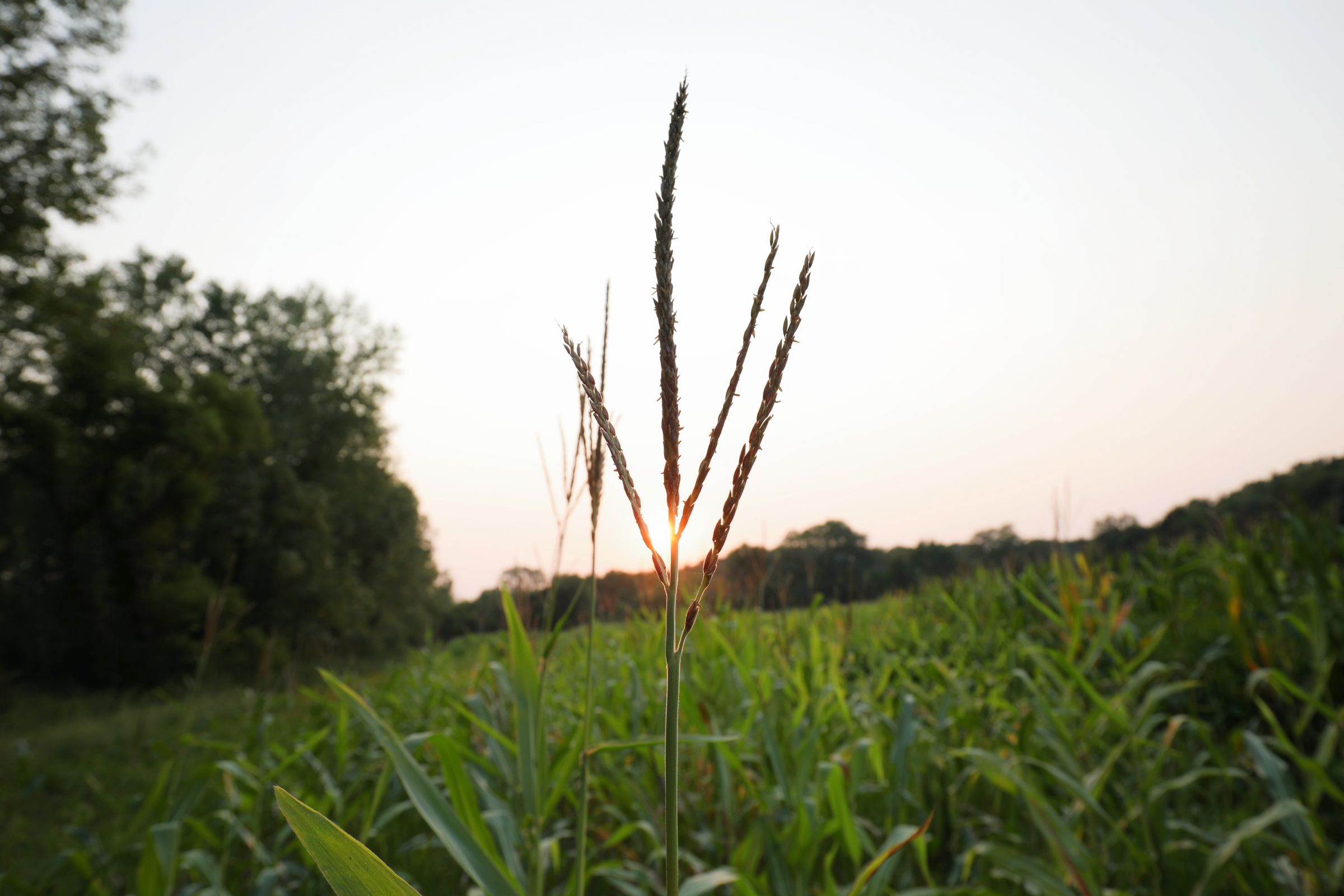 land-lee-county-iowa-328-acres-listing-number-15137-4-2020-08-27-174855.jpg