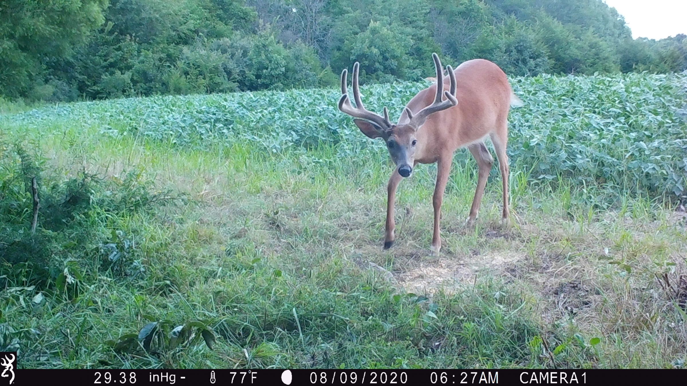 land-lee-county-iowa-328-acres-listing-number-15137-4-2020-08-27-175659.JPG