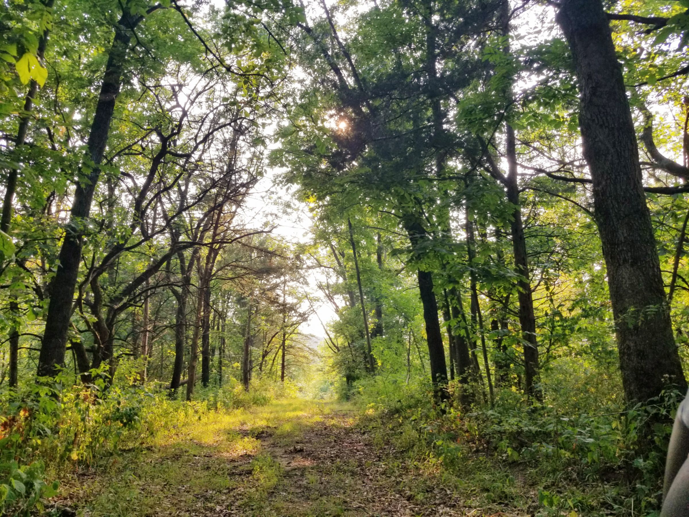 land-lee-county-iowa-328-acres-listing-number-15137-5-2020-08-27-174857.jpg