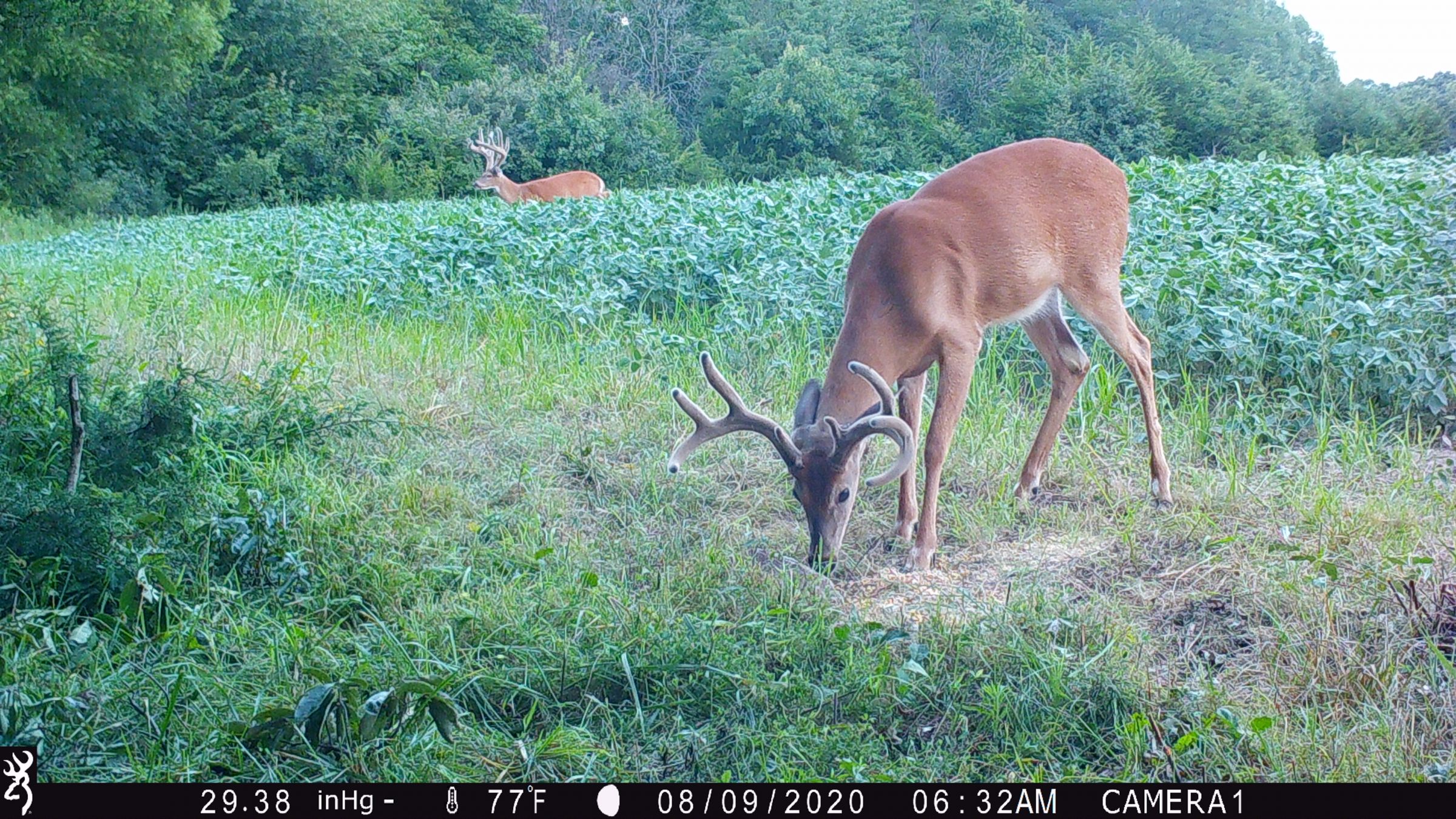 land-lee-county-iowa-328-acres-listing-number-15137-5-2020-08-27-175701.JPG