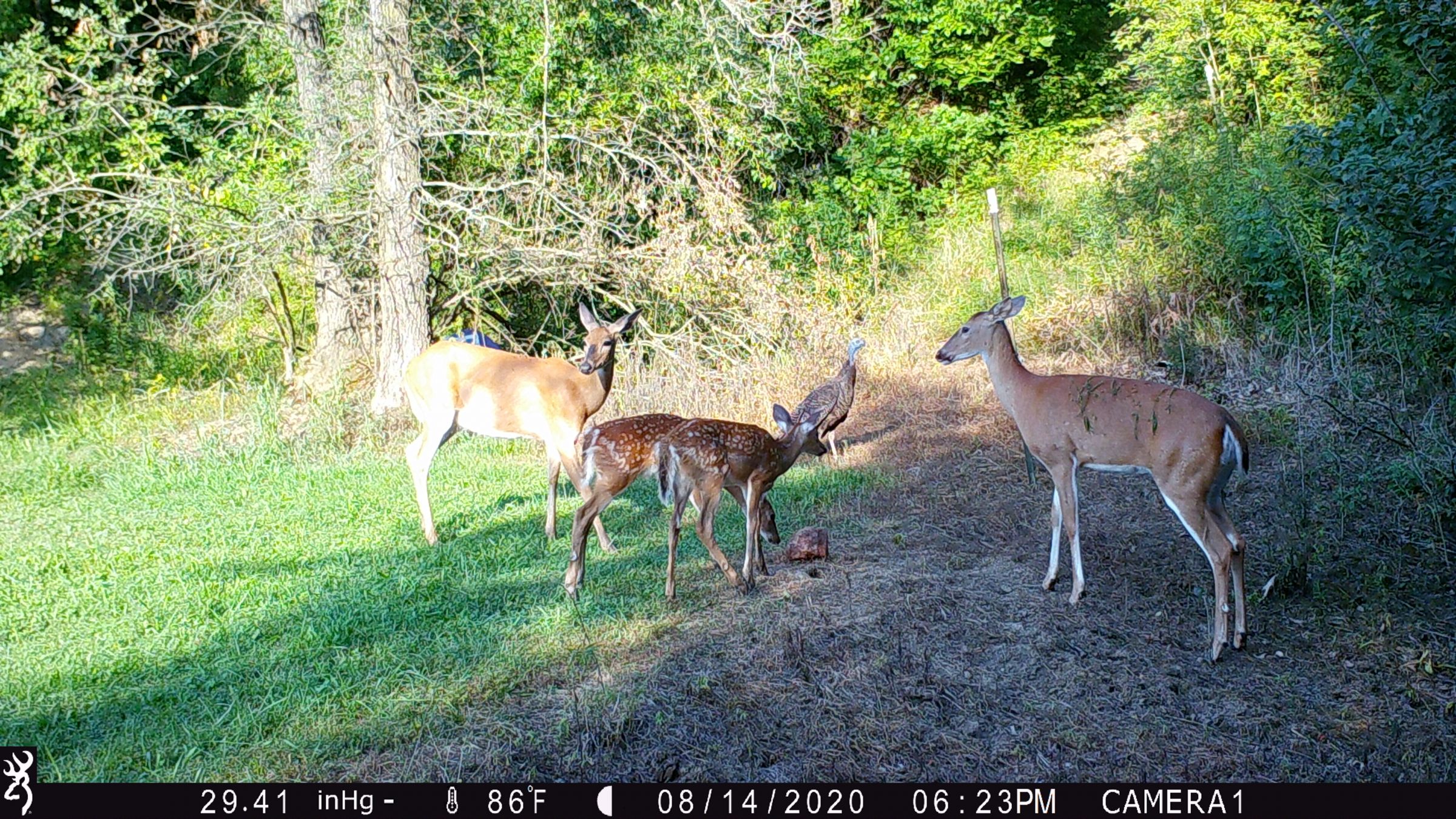 land-lee-county-iowa-328-acres-listing-number-15137-6-2020-08-27-175702.JPG