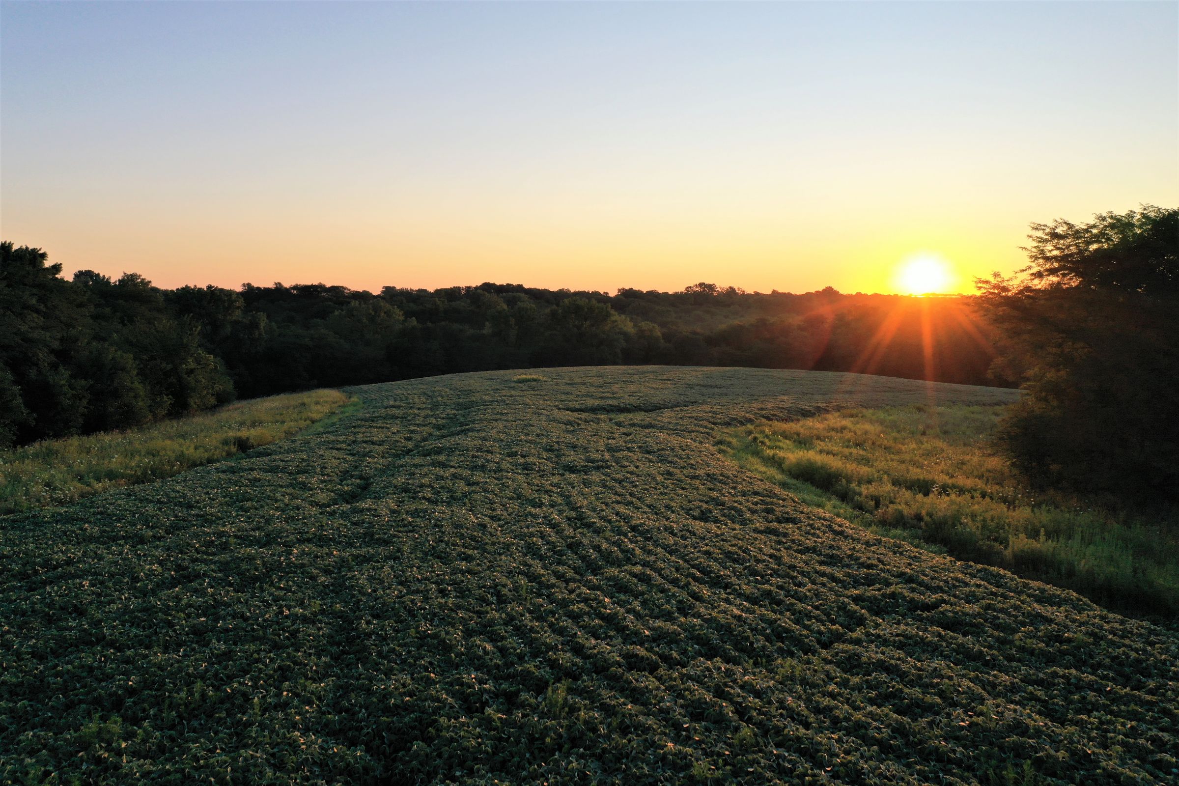 warren-county-iowa-40-acres-listing-number-15145-1-2020-08-28-144255.jpg