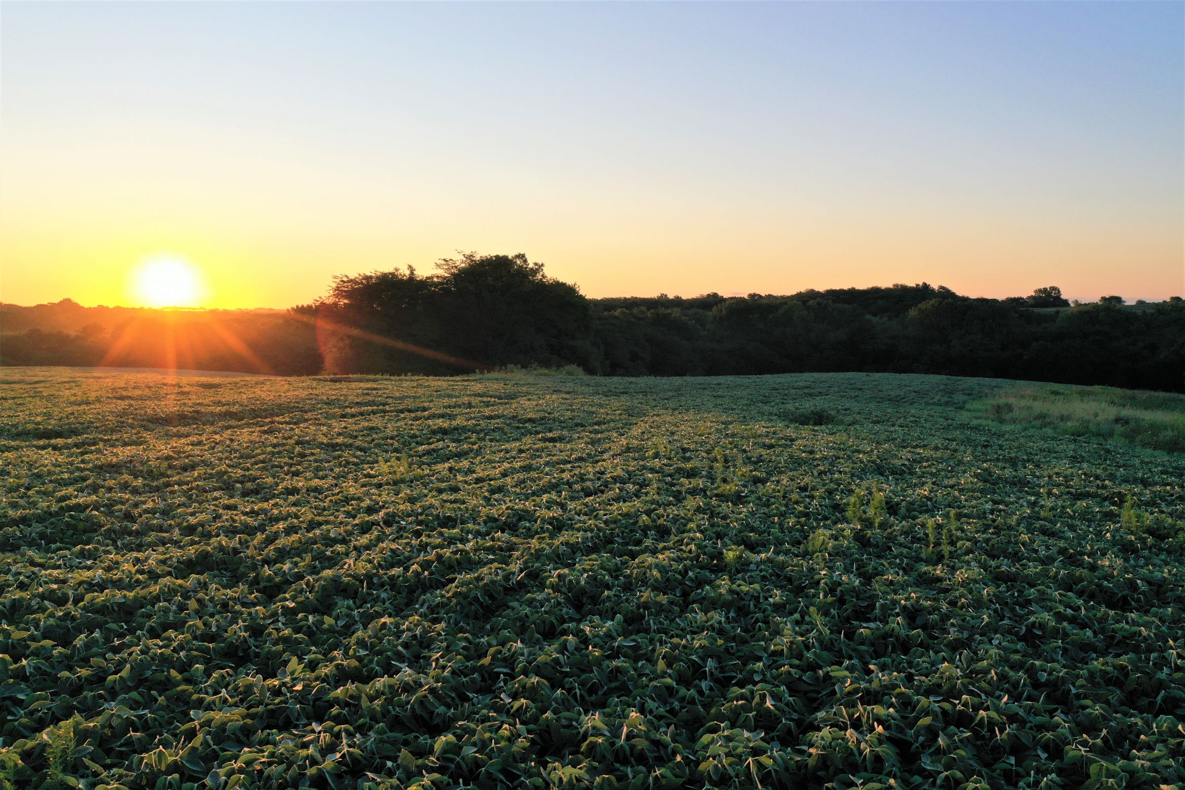 warren-county-iowa-40-acres-listing-number-15145-2-2020-08-28-144256.jpg