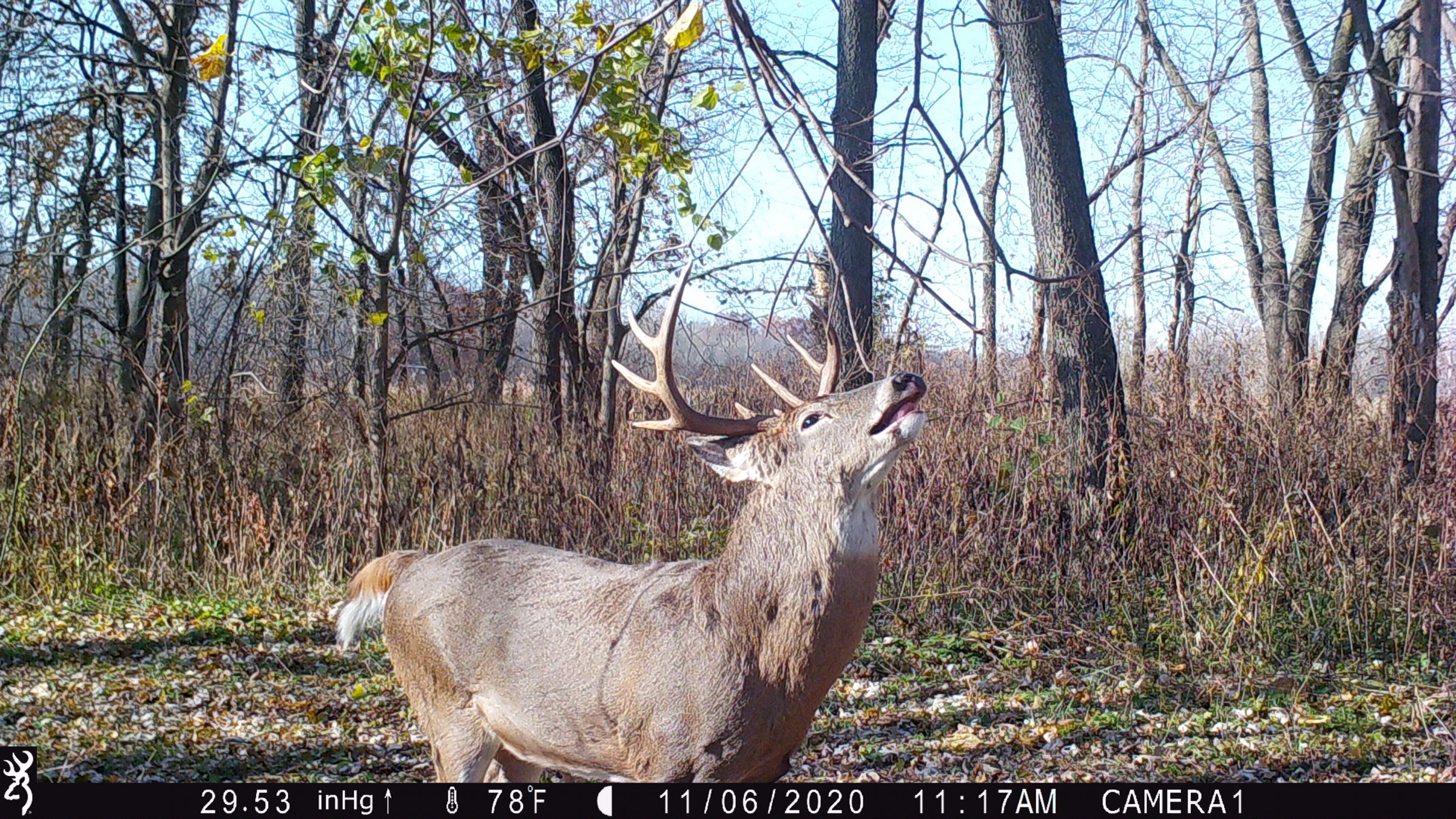 land-washington-county-iowa-88-acres-listing-number-15221-3-2020-11-25-193723.JPG