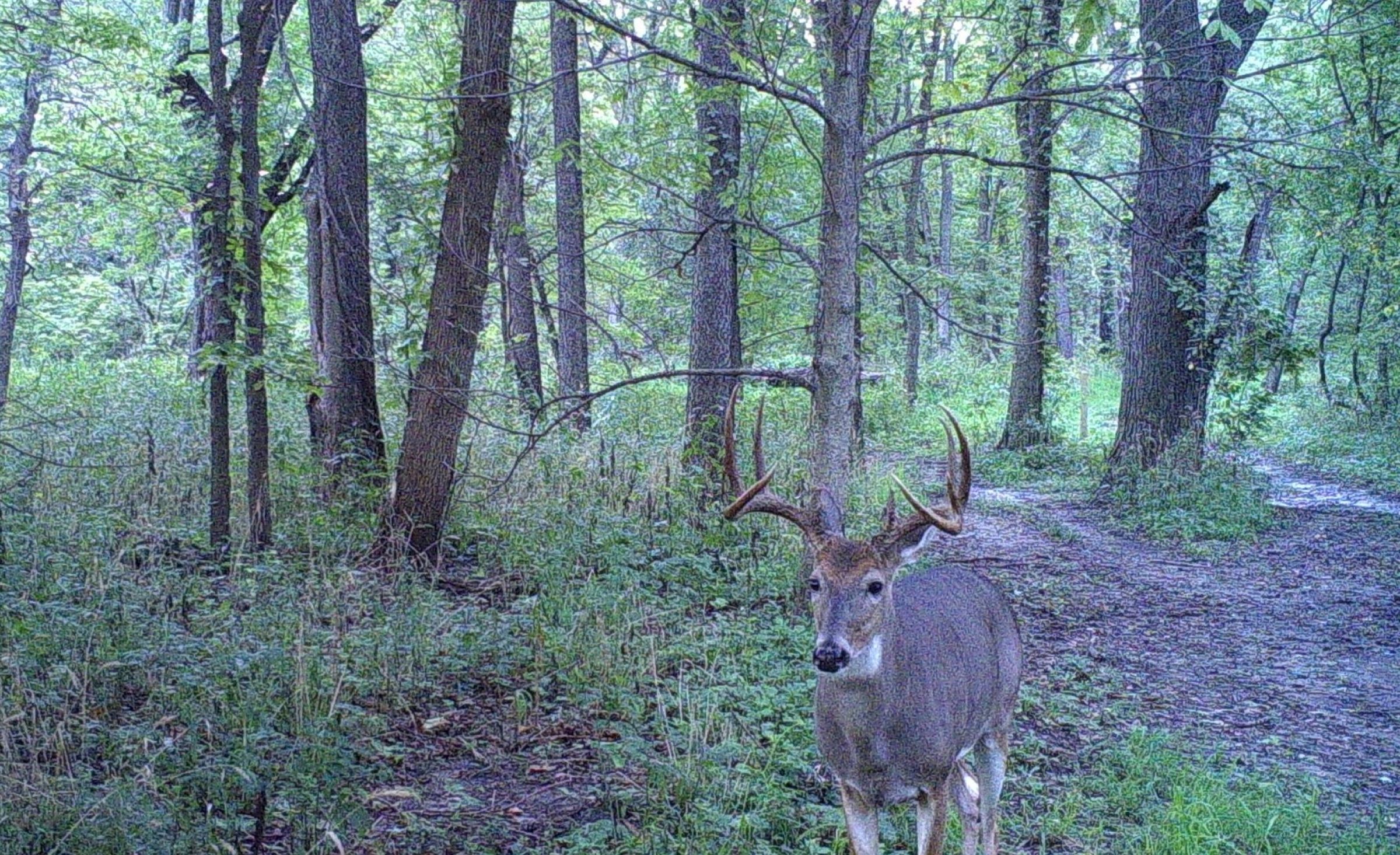 Washington County Iowa Land for sale Kalona Iowa