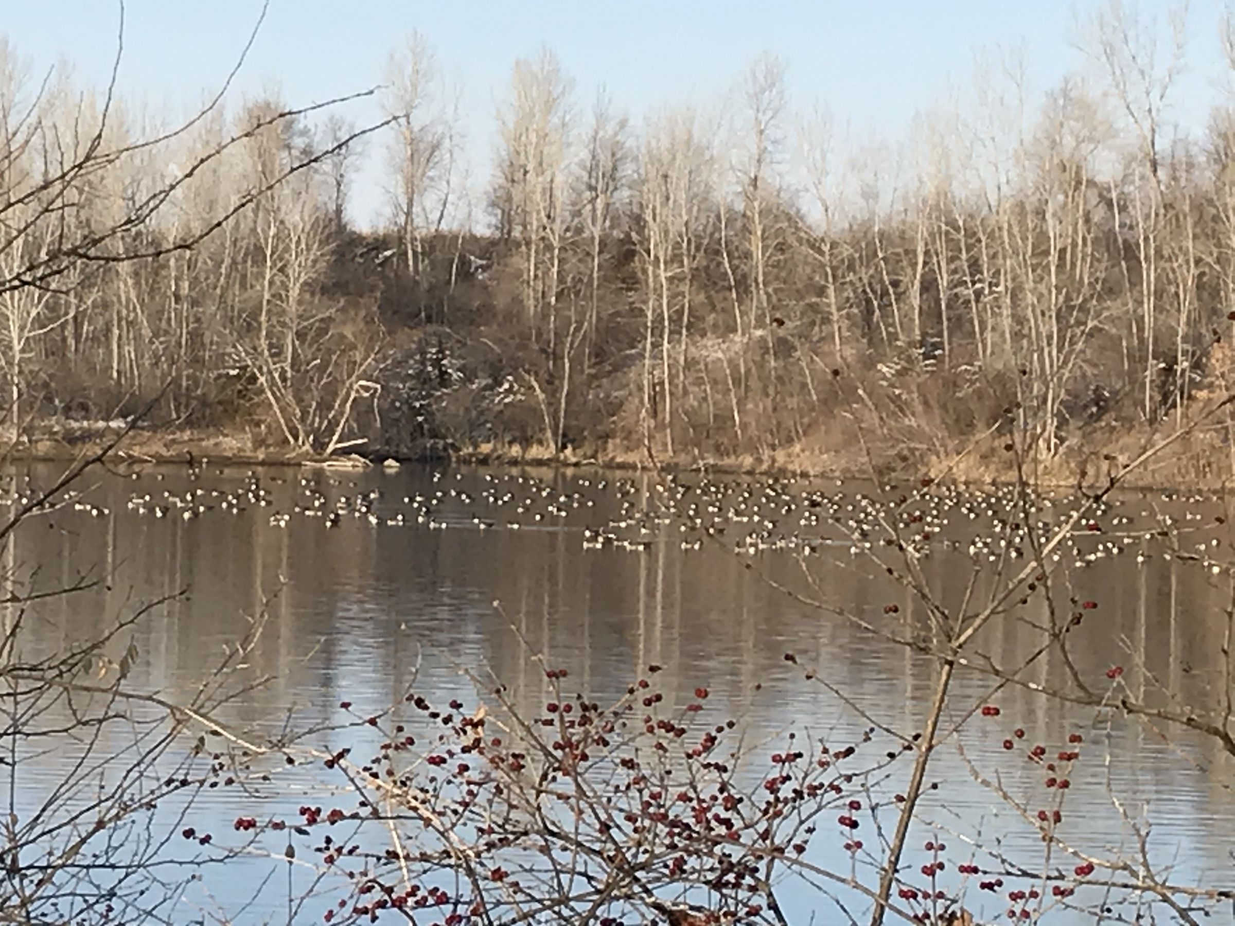 East Huge Flock of Geese 1