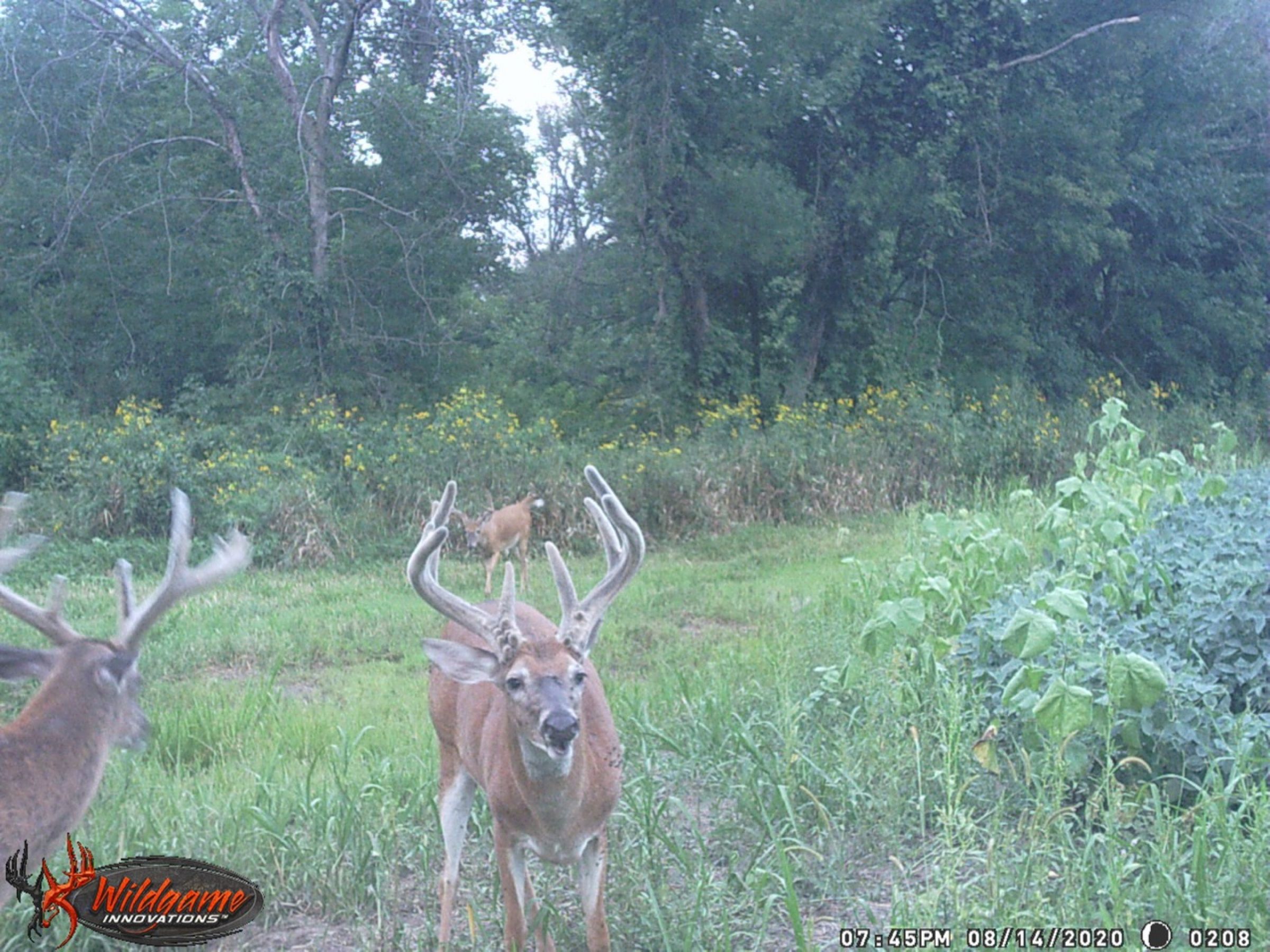 land-clarke-county-iowa-325-acres-listing-number-15416-0-2021-03-17-205901.jpeg