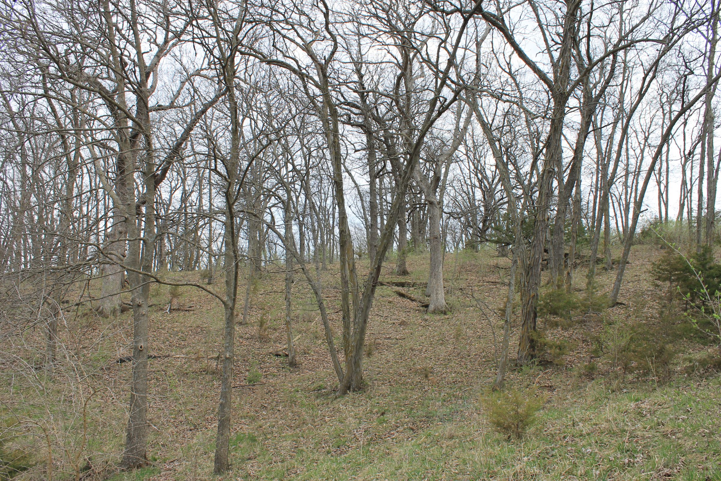 land-warren-county-iowa-186-acres-listing-number-15447-3-2021-04-09-153304.JPG