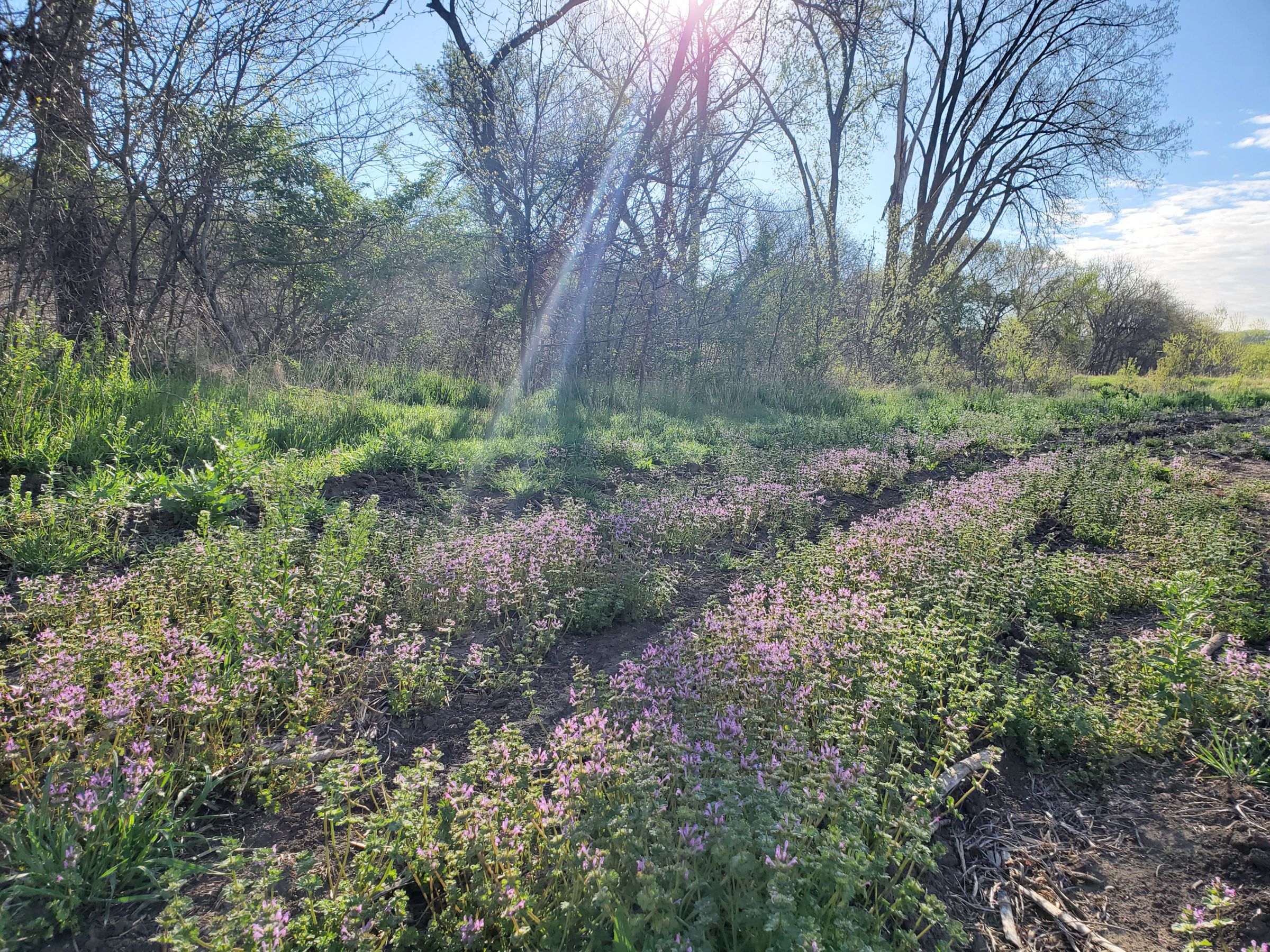 Pottawattamie County Iowa Recreational Land and Farmland For Sale