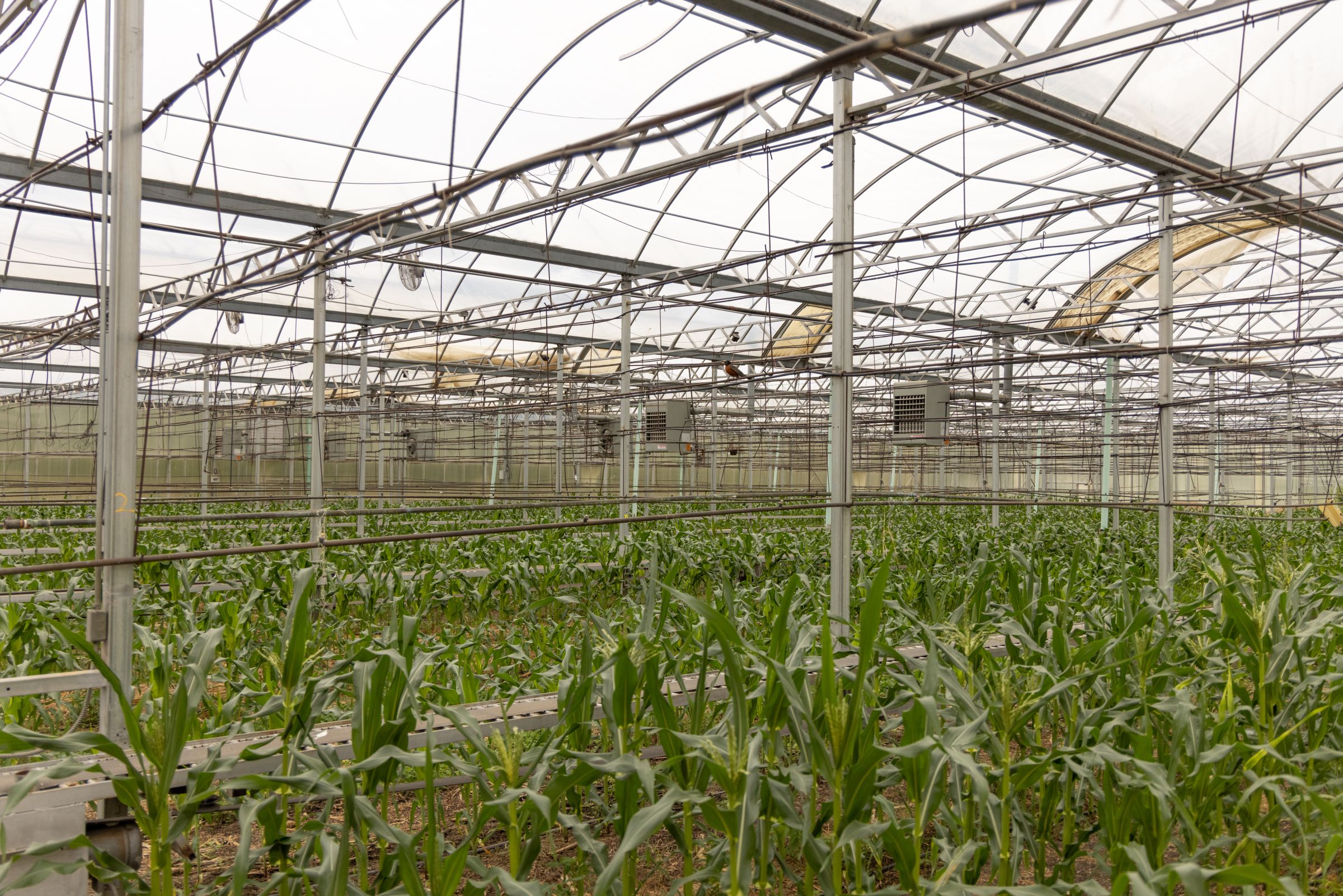 Boone County Iowa Greenhouse Complex Auction