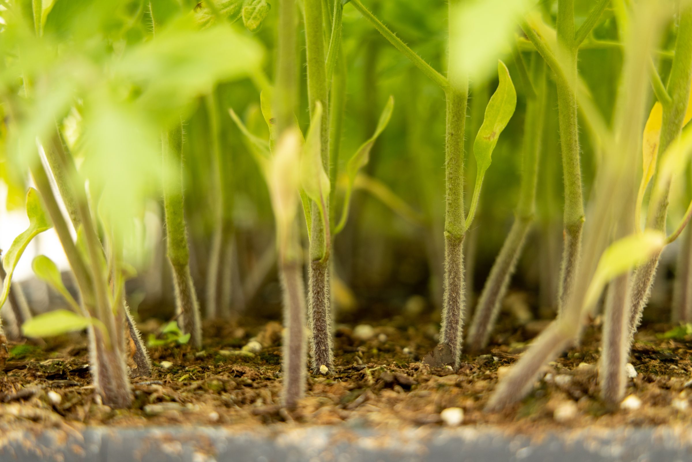 Boone County Iowa Greenhouse Complex Auction