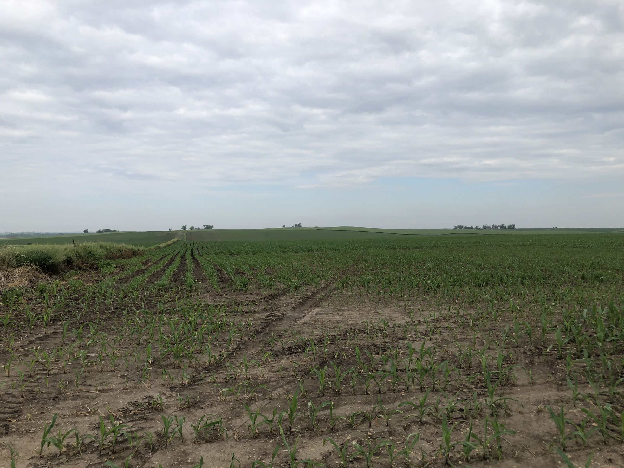 iowa-0-acres-listing-number-15569-0-2021-06-08-144649.jpg