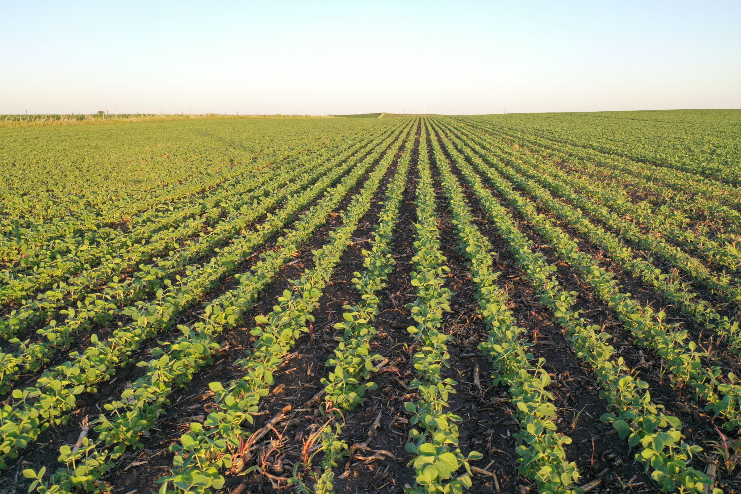 Boone County Iowa Farmland Auction/For Sale