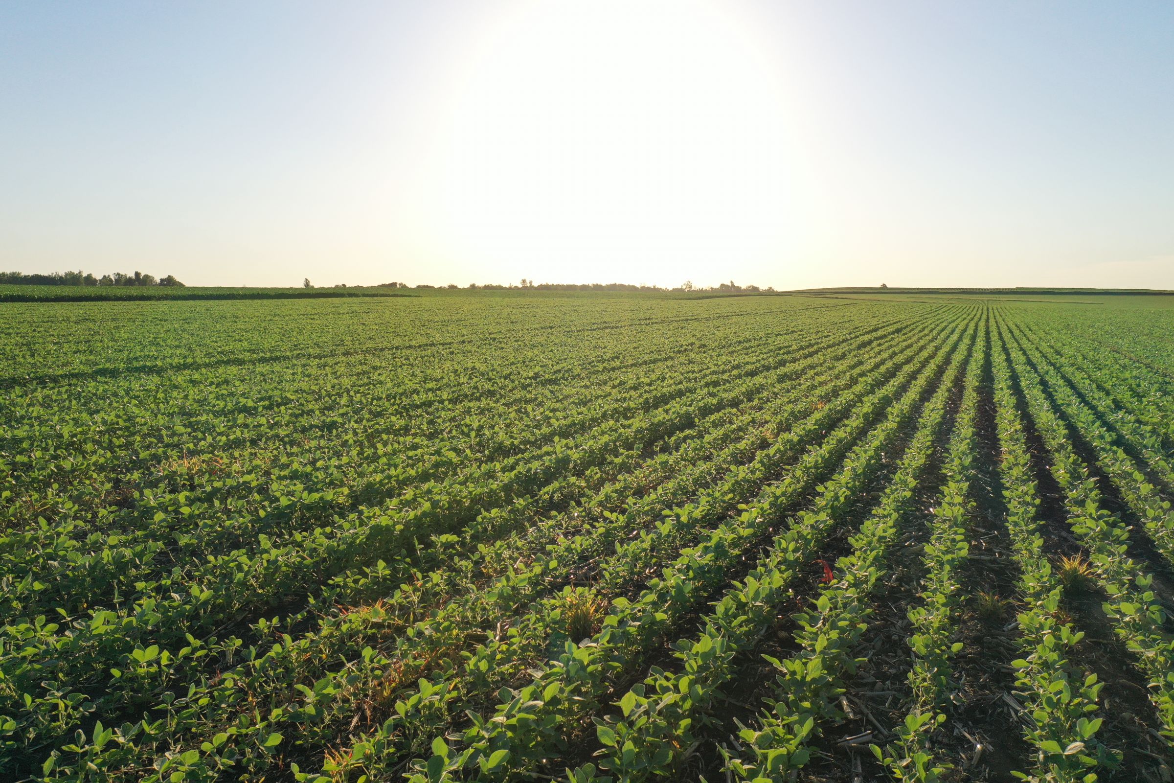 Boone County Iowa Farmland Auction/For Sale