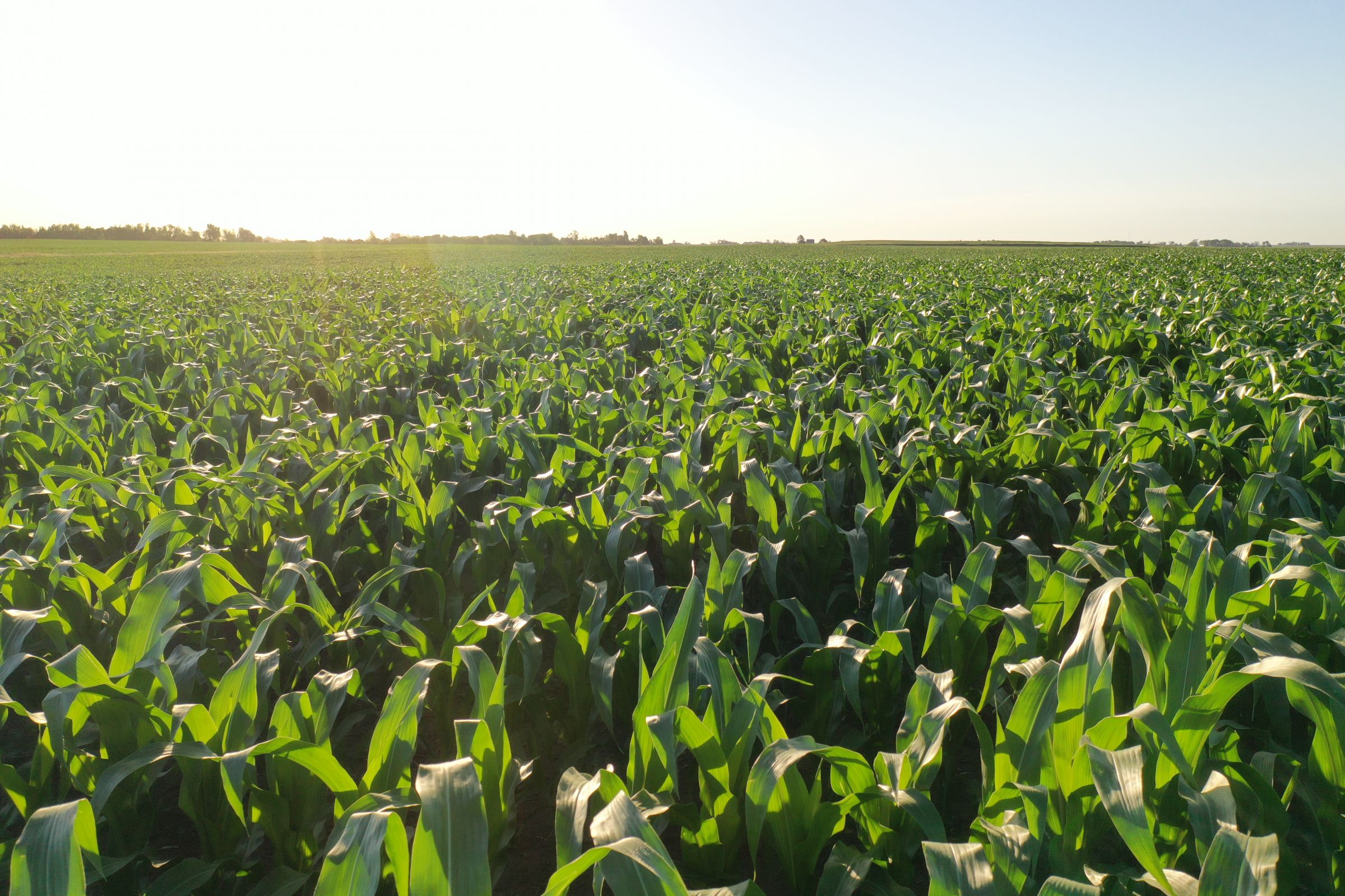 Boone County Iowa Farmland Auction/For Sale