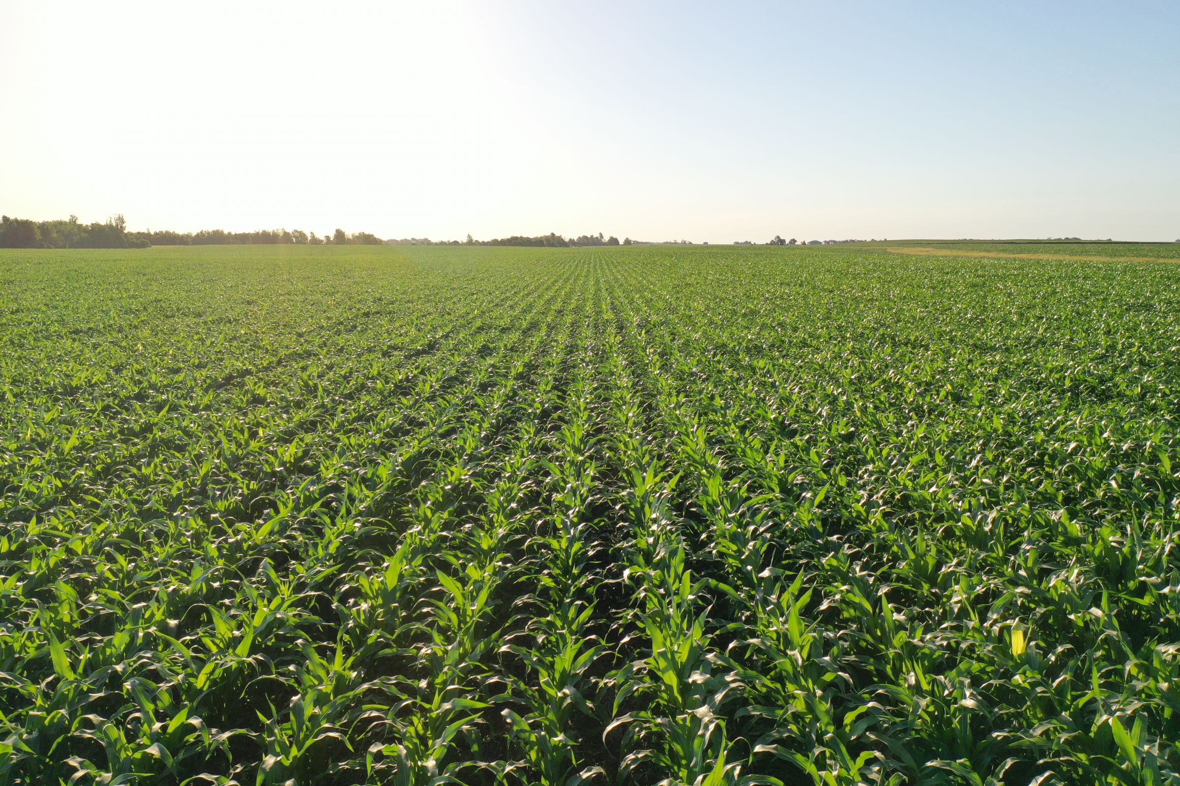 Boone County Iowa Farmland Auction/For Sale