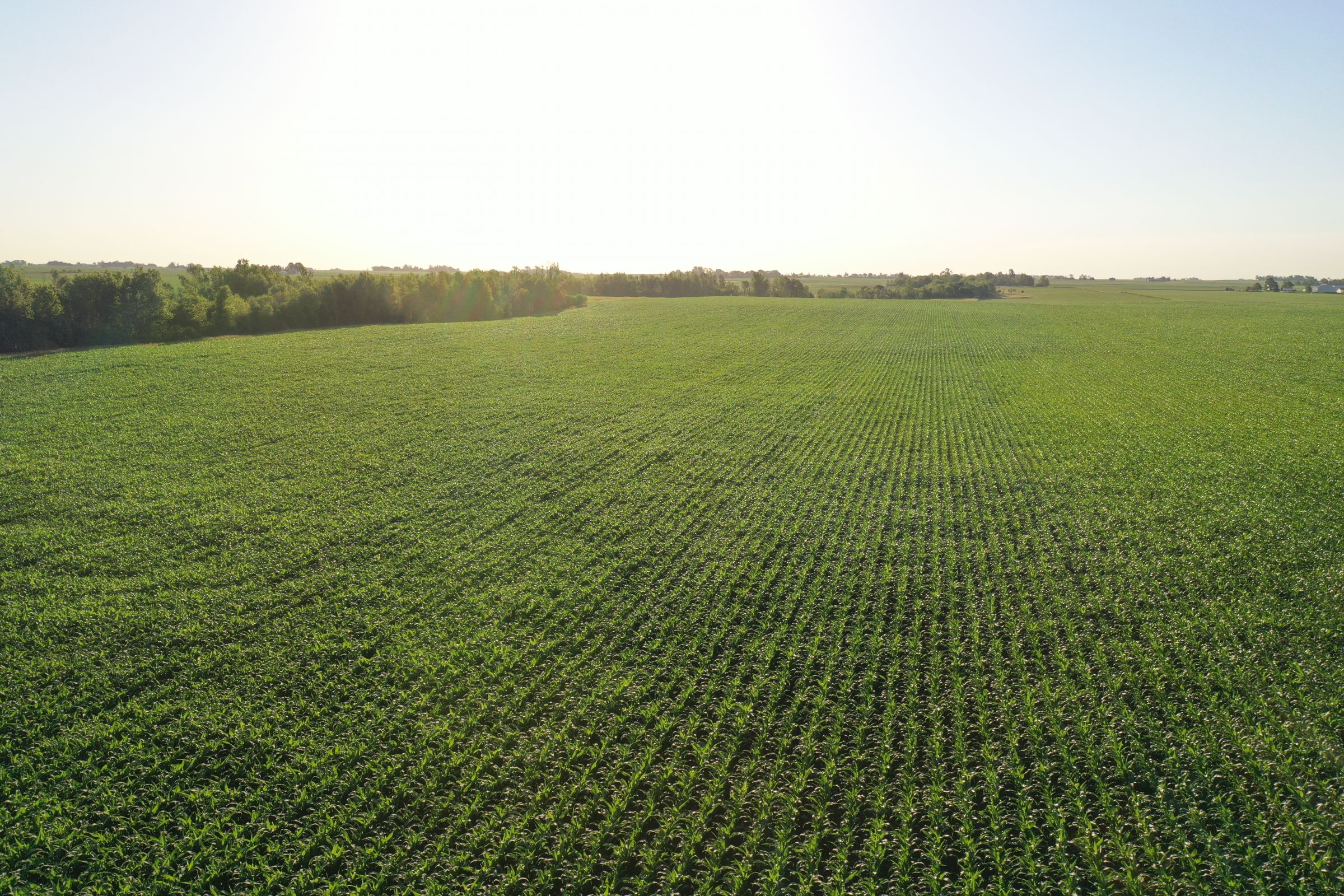 Boone County Iowa Farmland Auction/For Sale