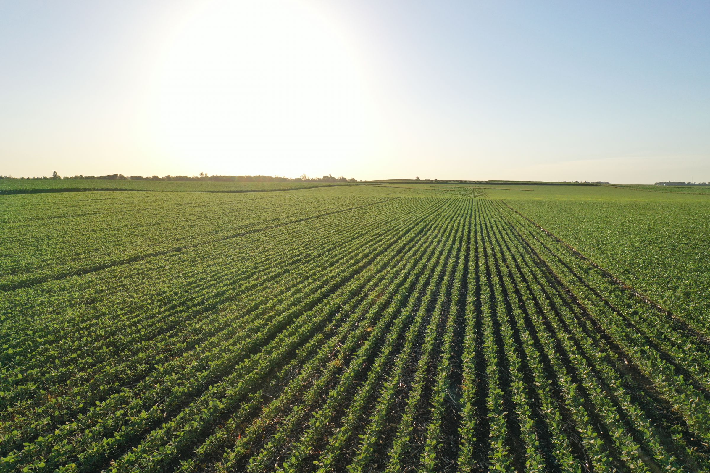 Boone County Iowa Farmland Auction/For Sale