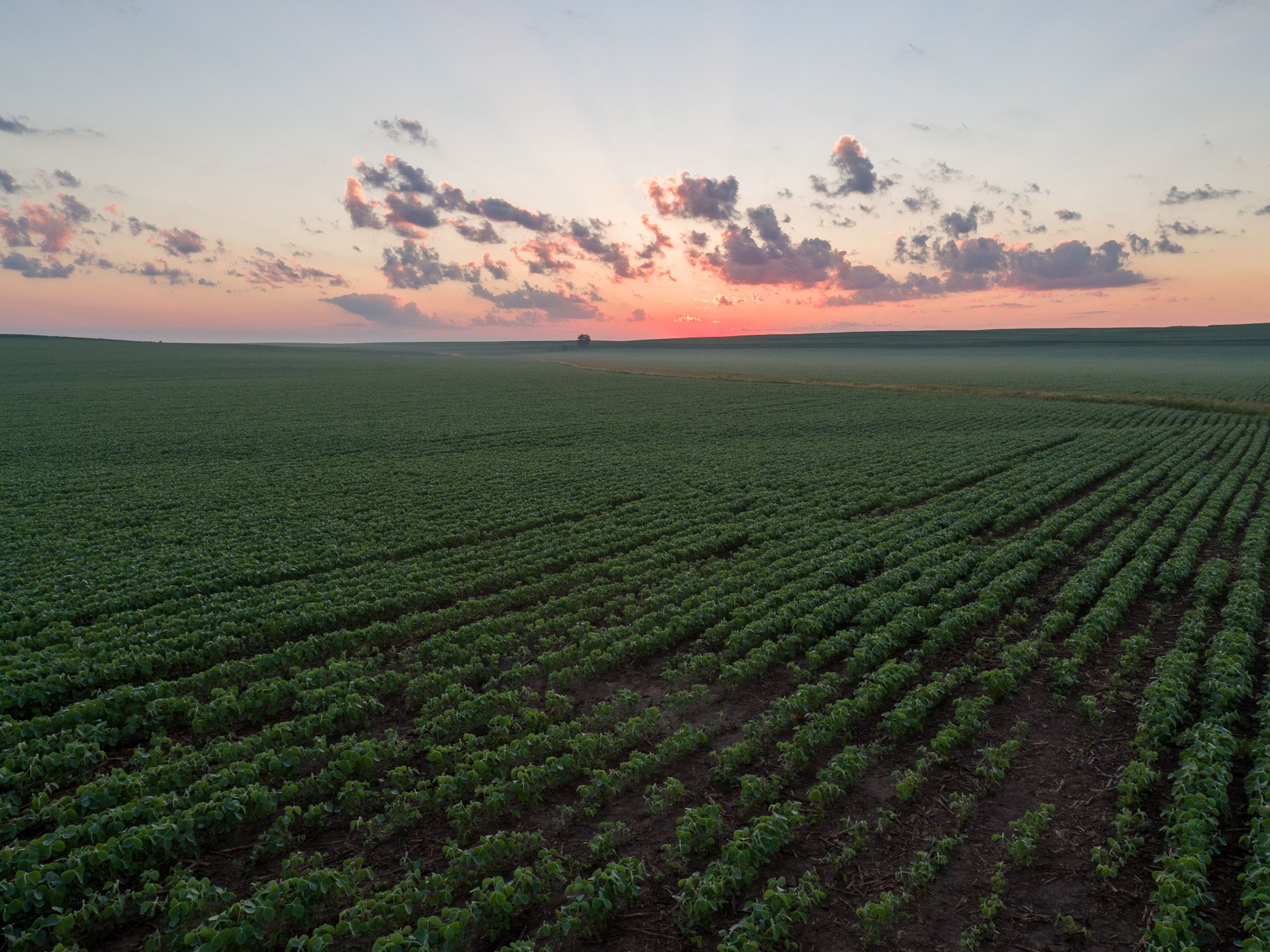 Garst Farms Auction