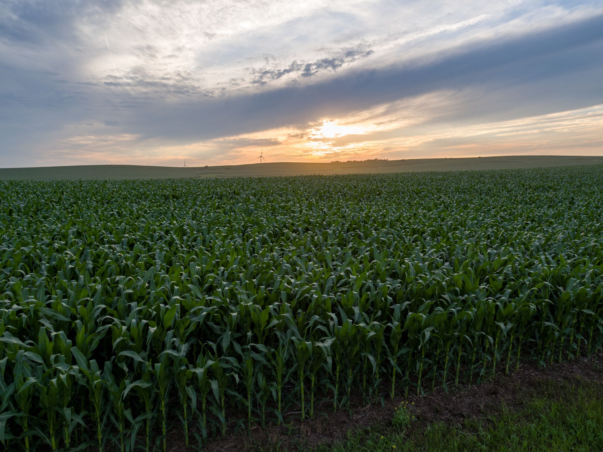 Garst Farms Auction