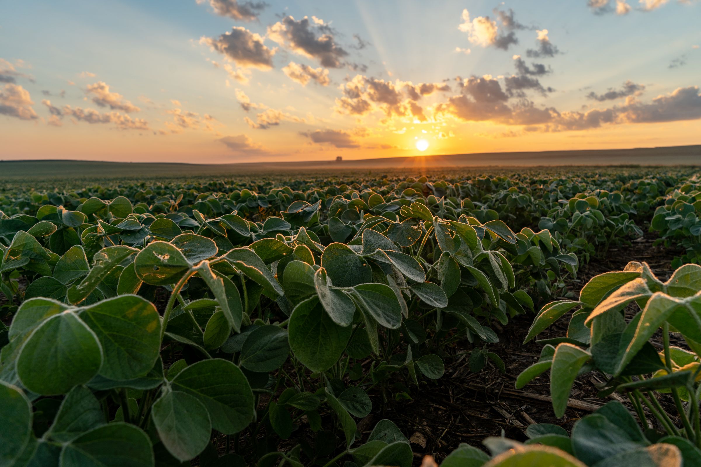 Garst Farms Auction