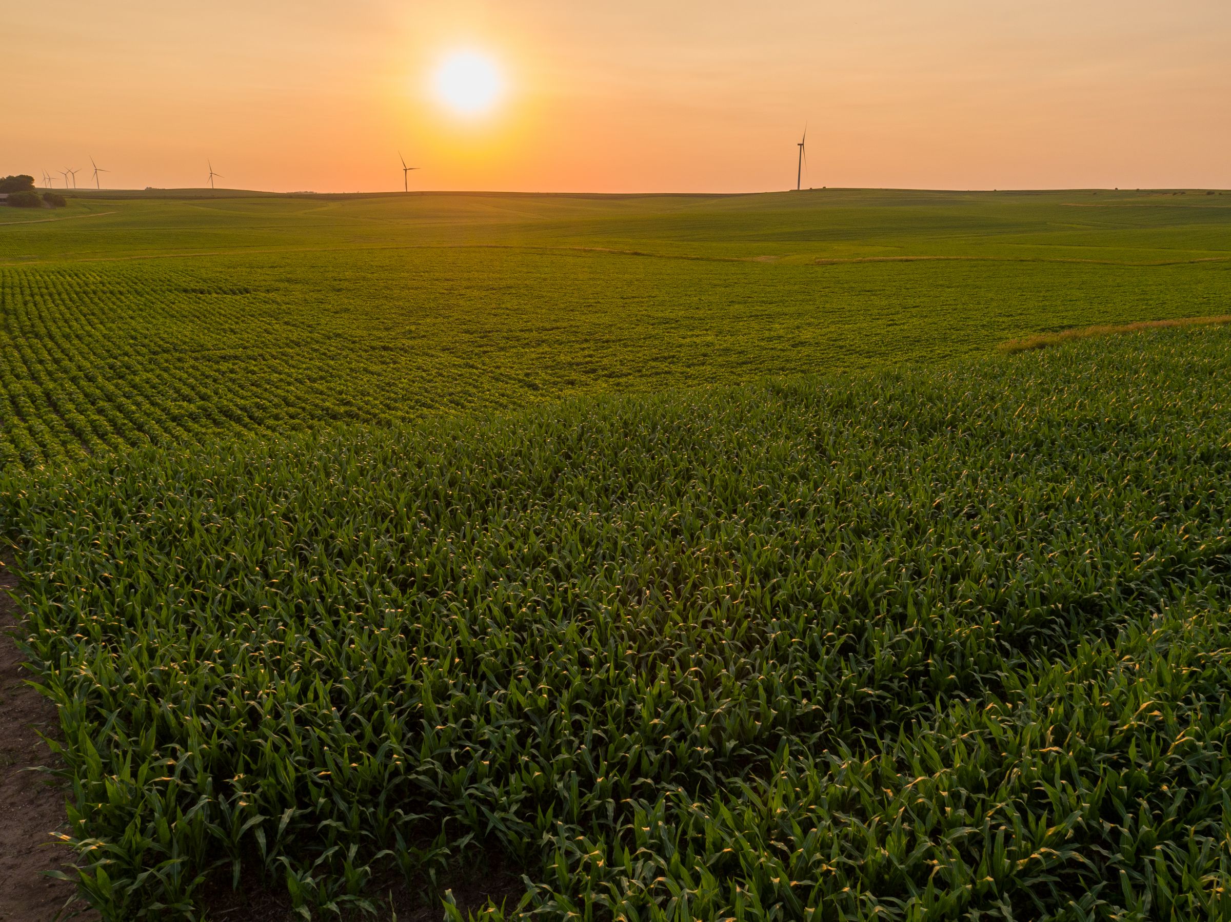 Garst Farms Auction