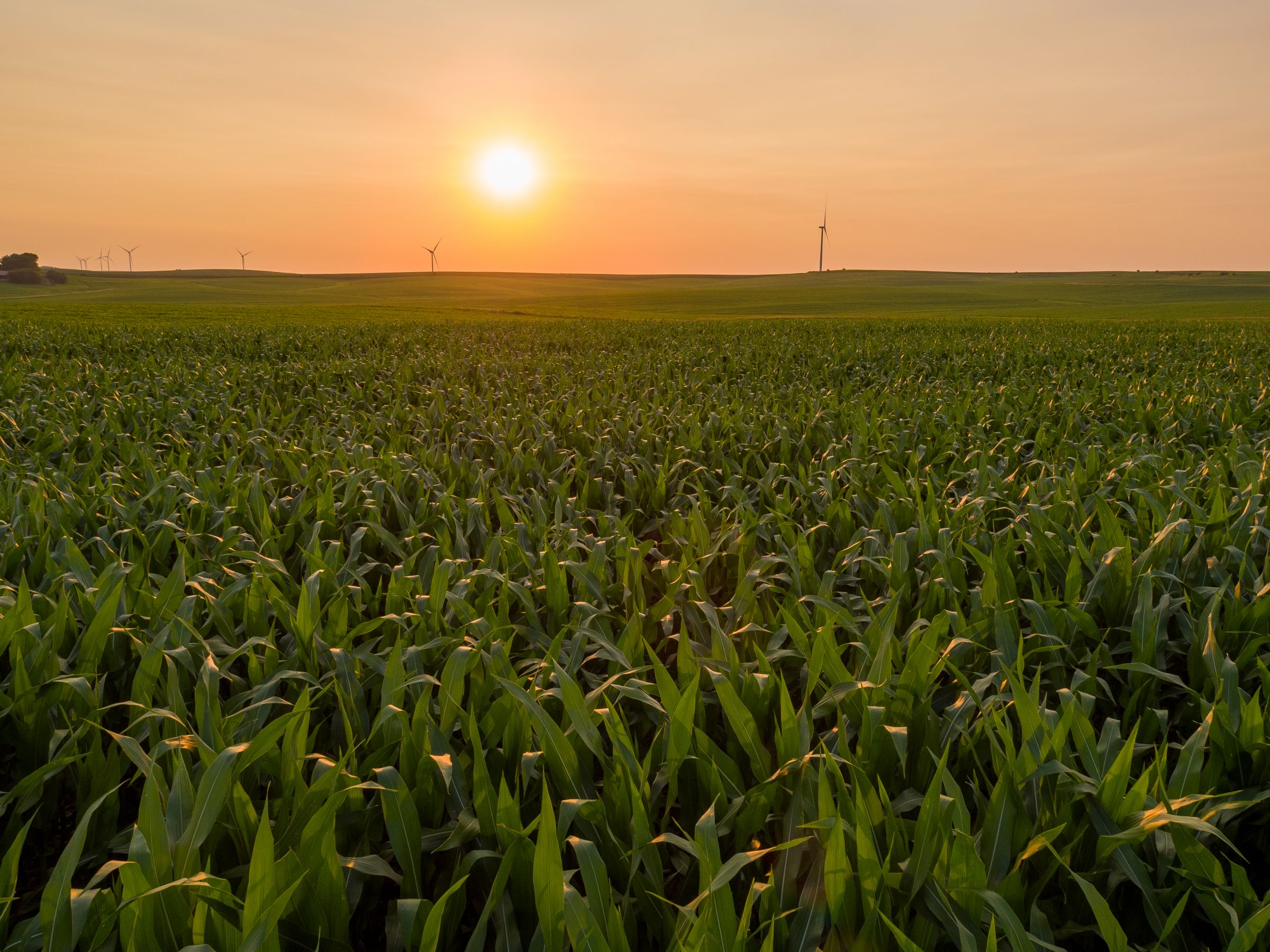 Garst Farms Auction