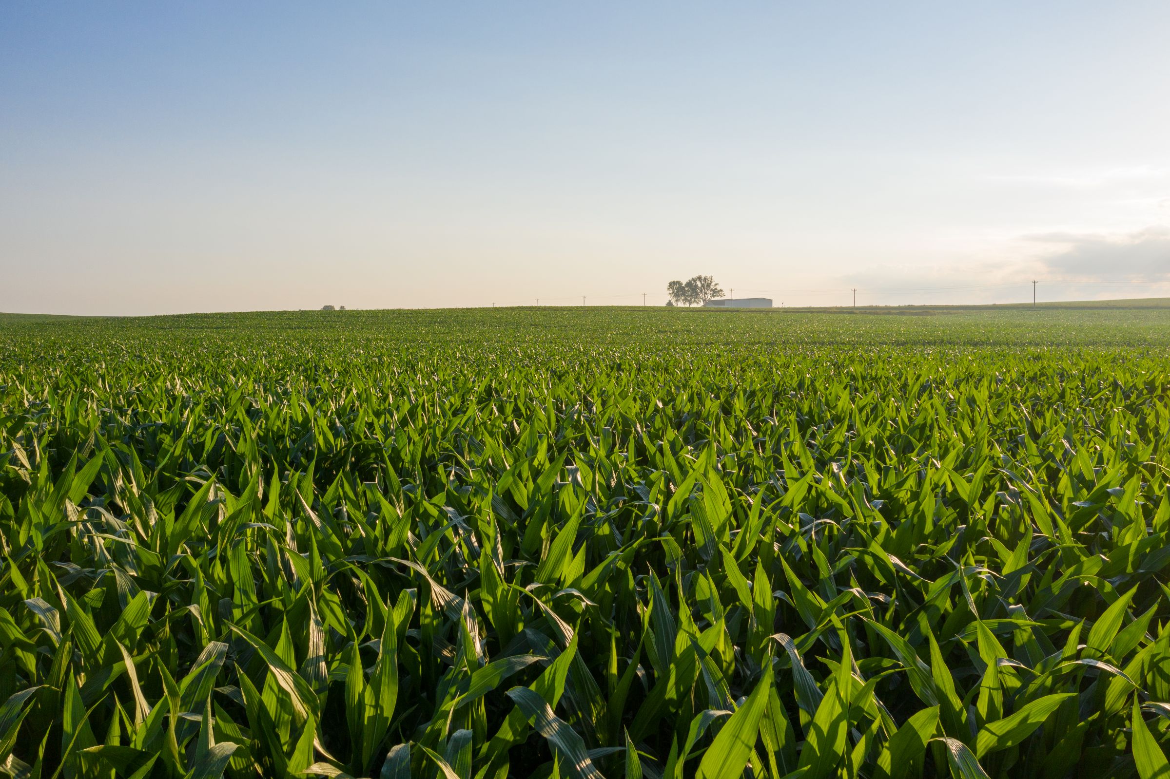 Garst Farms Auction